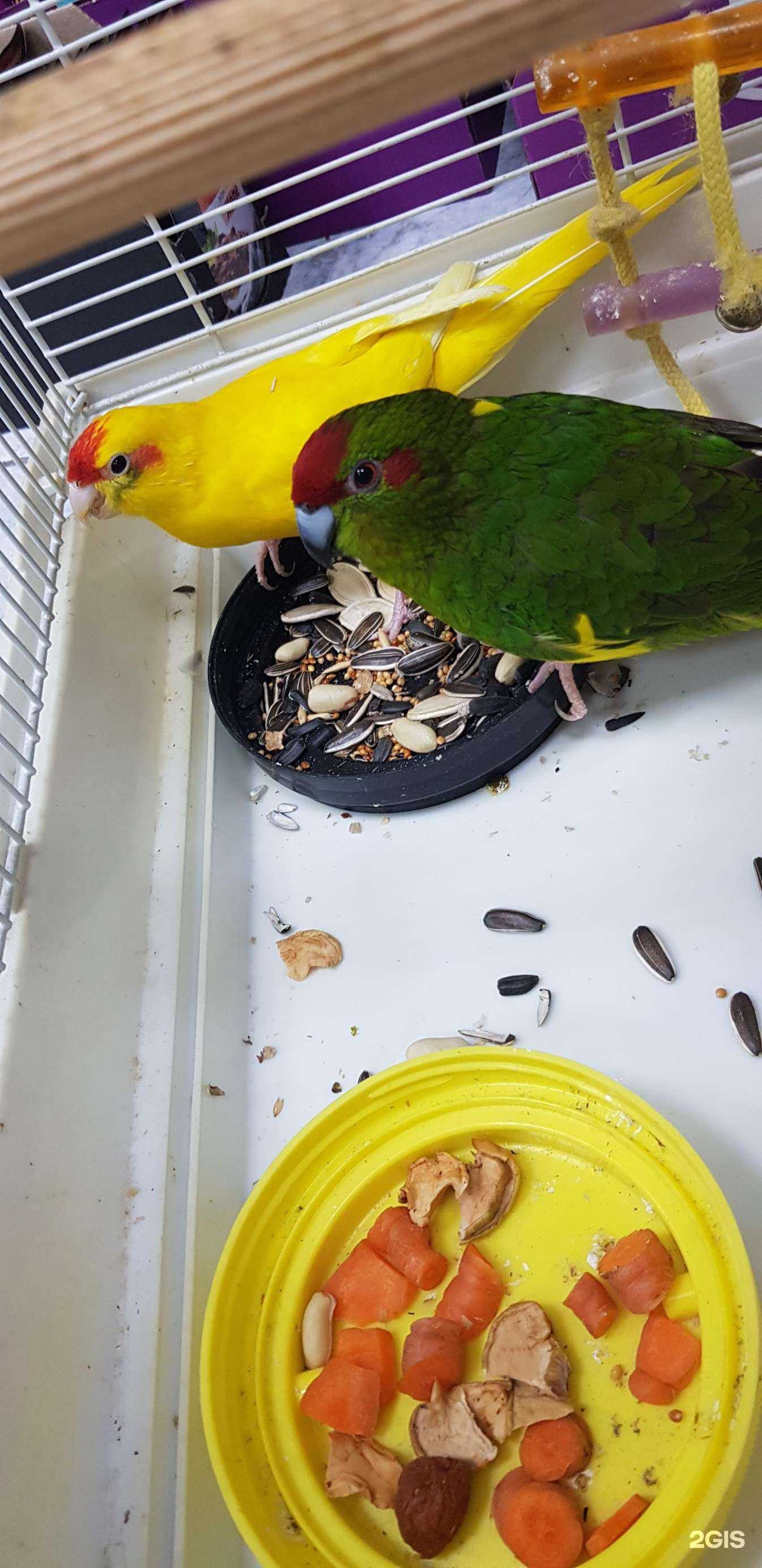 Отзывы на компанию ХвостУшки в Красноярске c фото