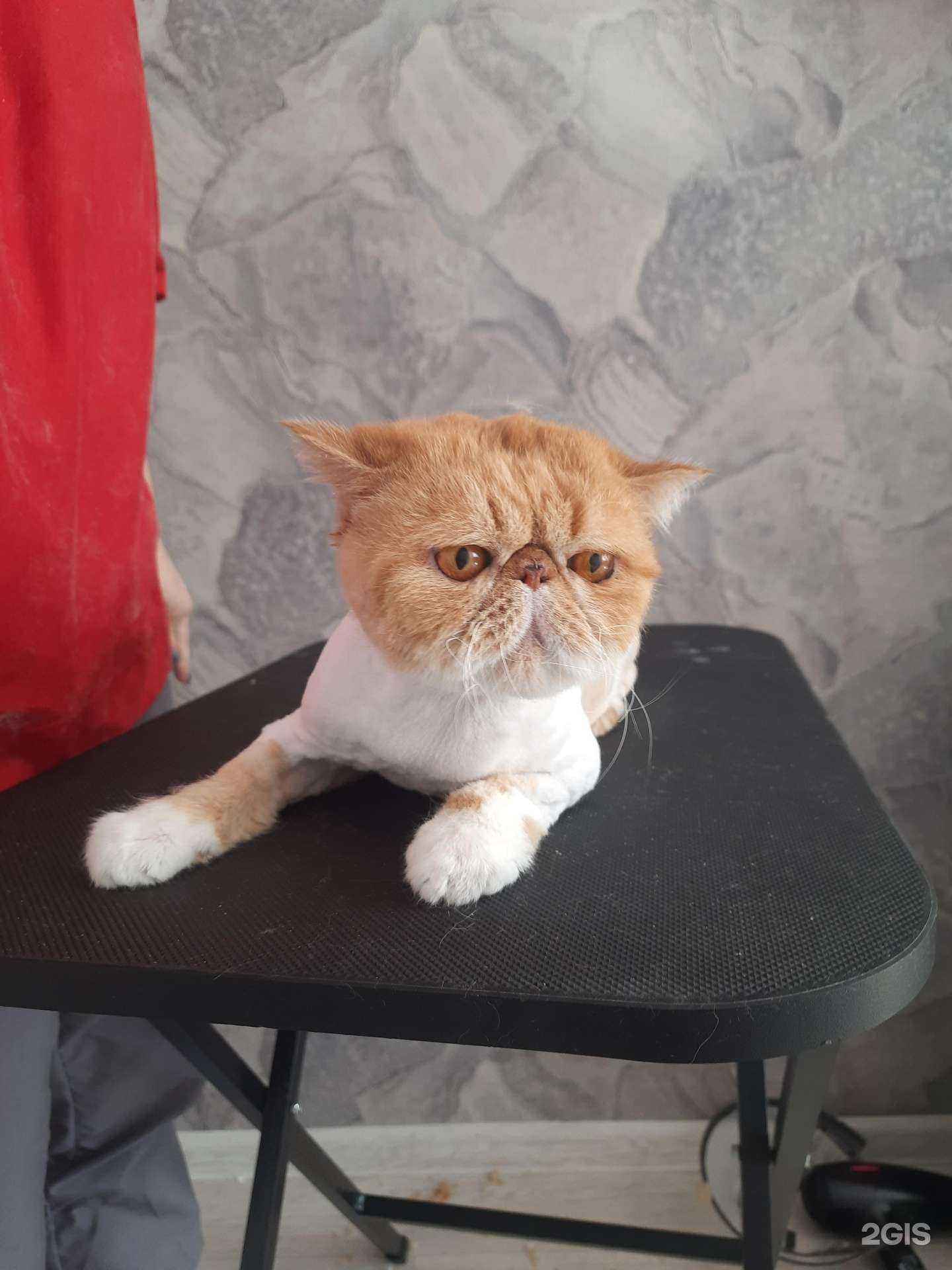 Отзывы на компанию ЗооСтиль в г. Уссурийск c фото