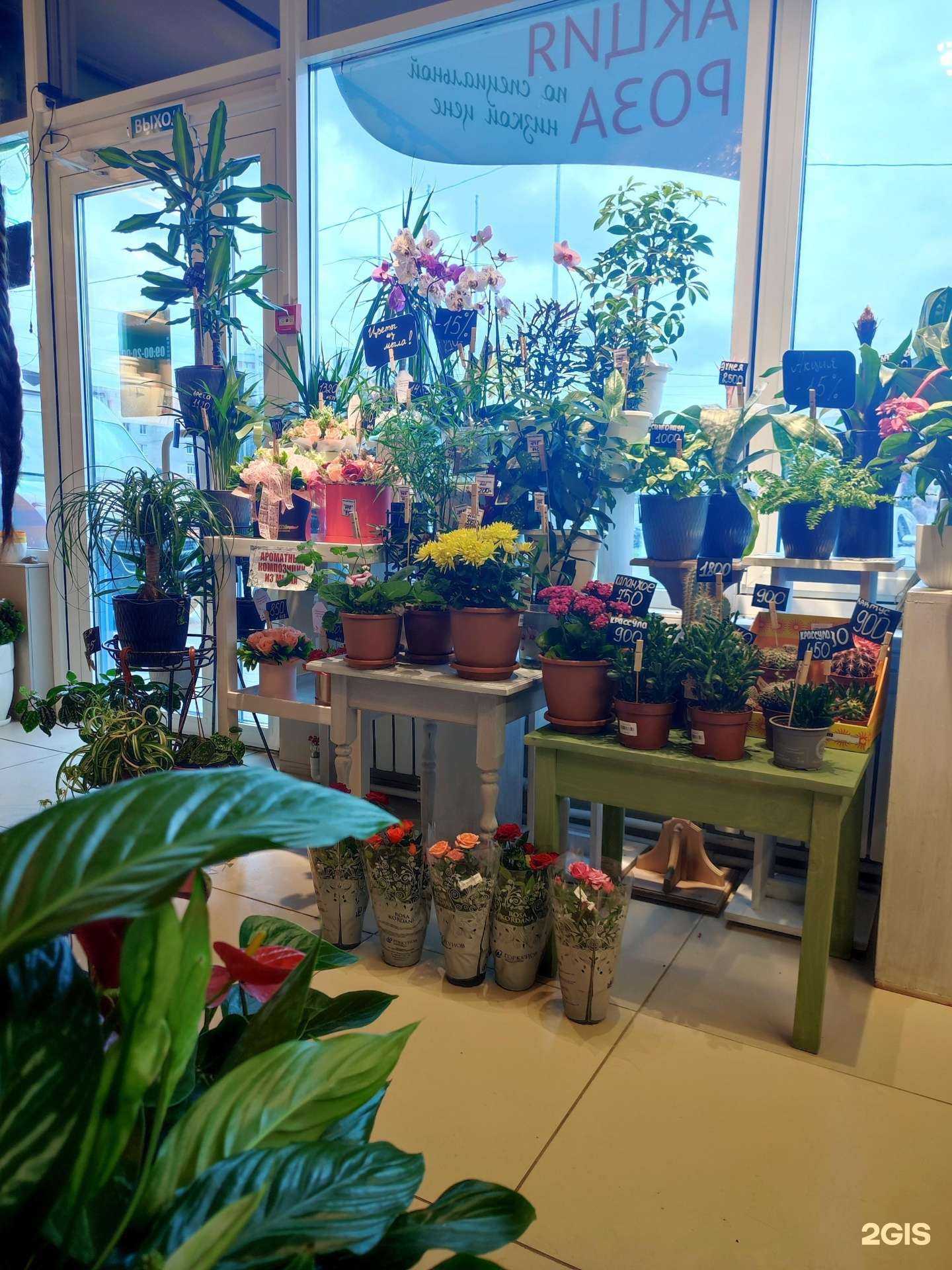 Отзывы на компанию Дом Цветов в Вологде c фото