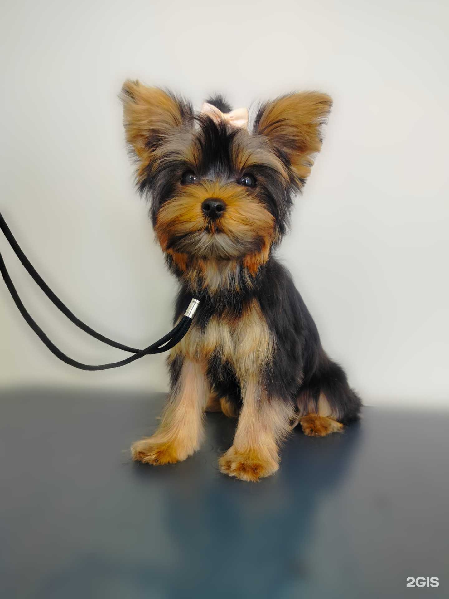 Отзывы на компанию Очаровашка в г. Кемерово c фото