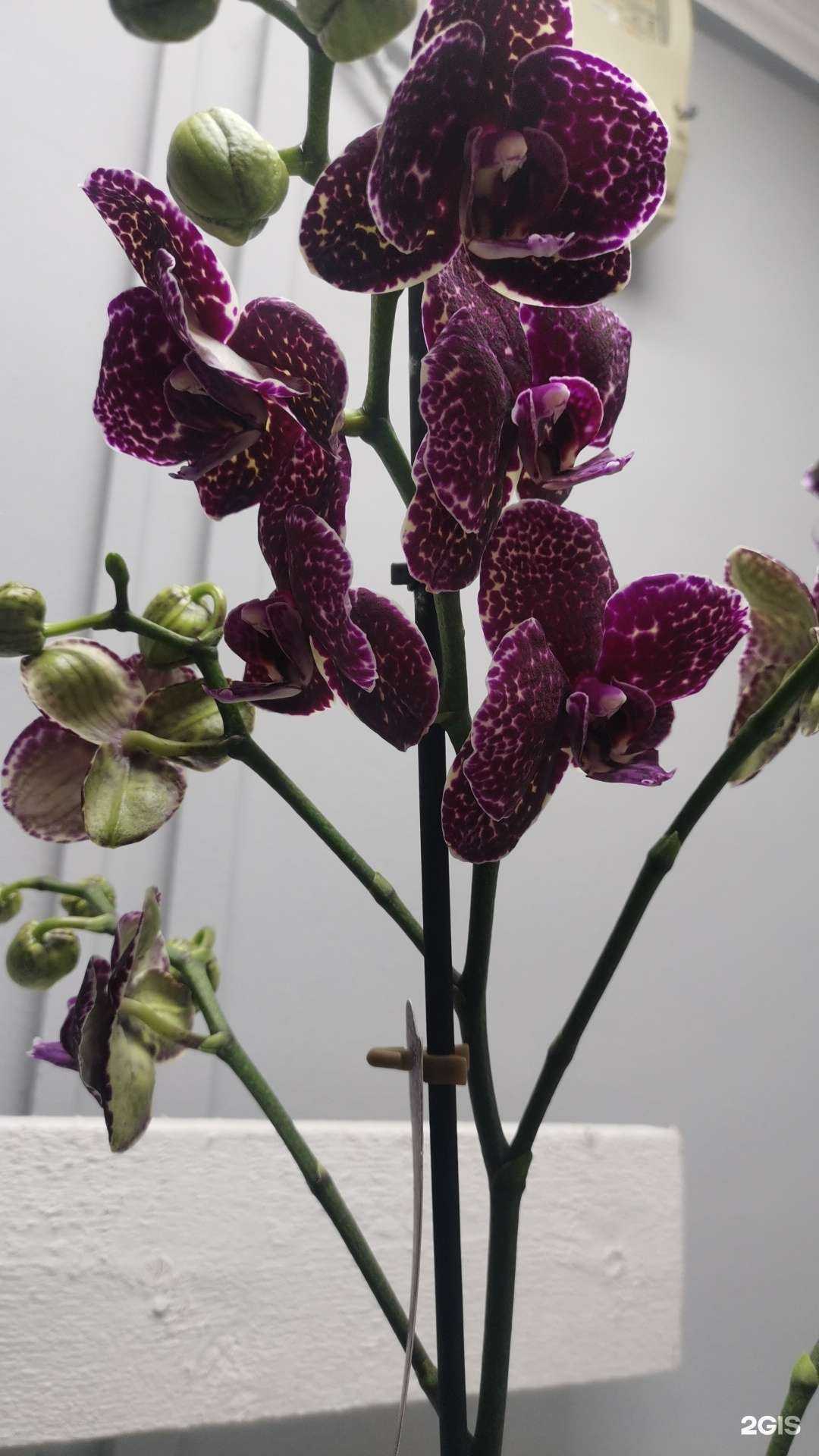 Отзывы на компанию Подари ей цветы в Кисловодске c фото - фотография 2 из 2