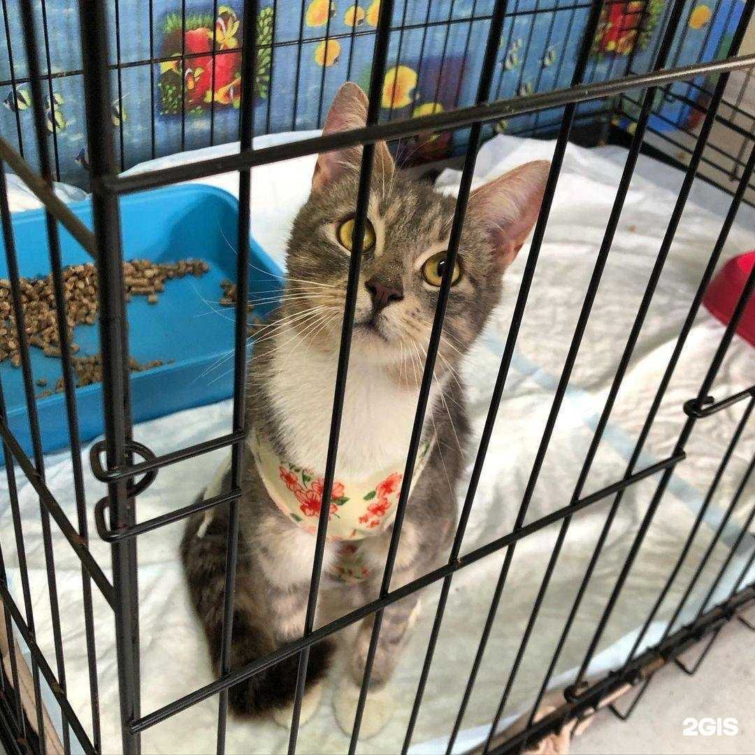 Отзывы на компанию Red cat в Светлогорске c фото