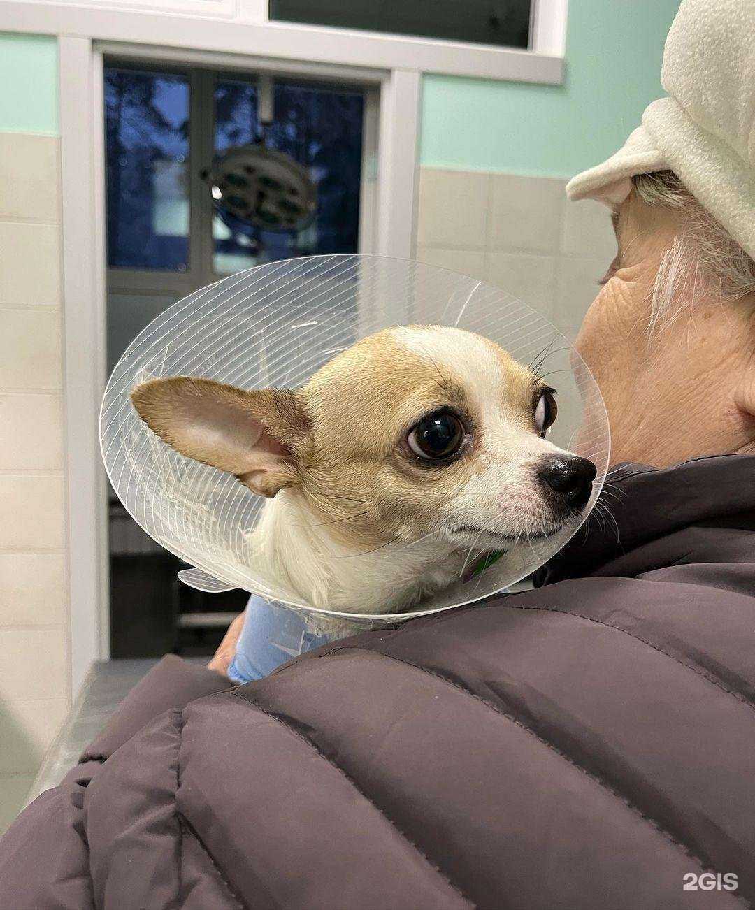 Отзывы на компанию Ветеринарный кабинет на Фабричной в Раменском c фото