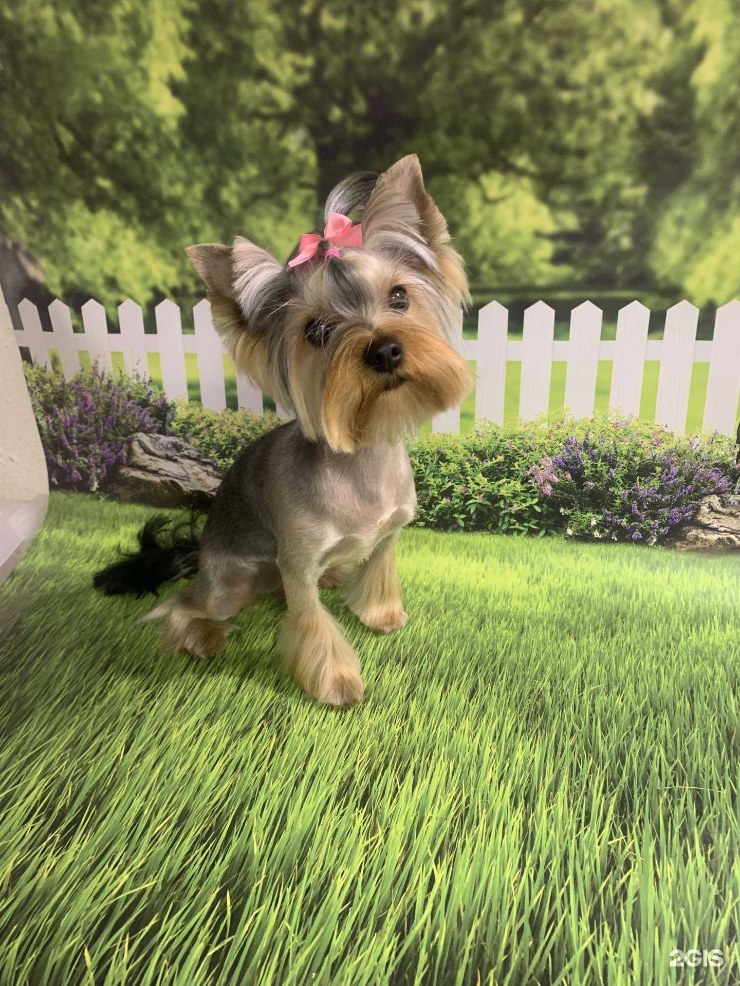 Отзывы на компанию TipTop-groom в г. Екатеринбург c фото