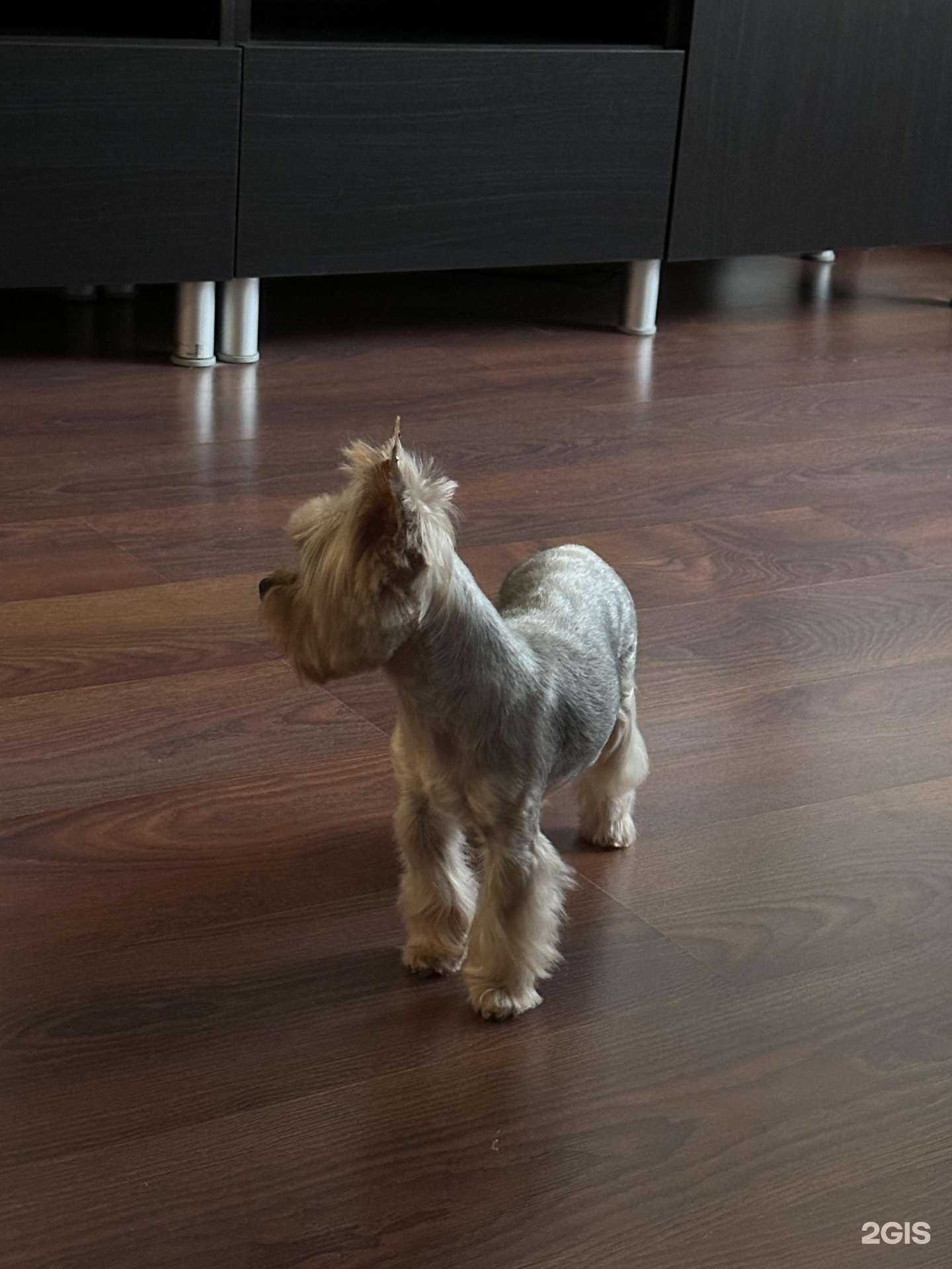 Отзывы на компанию Белинка груминг в г. Нижний Новгород c фото