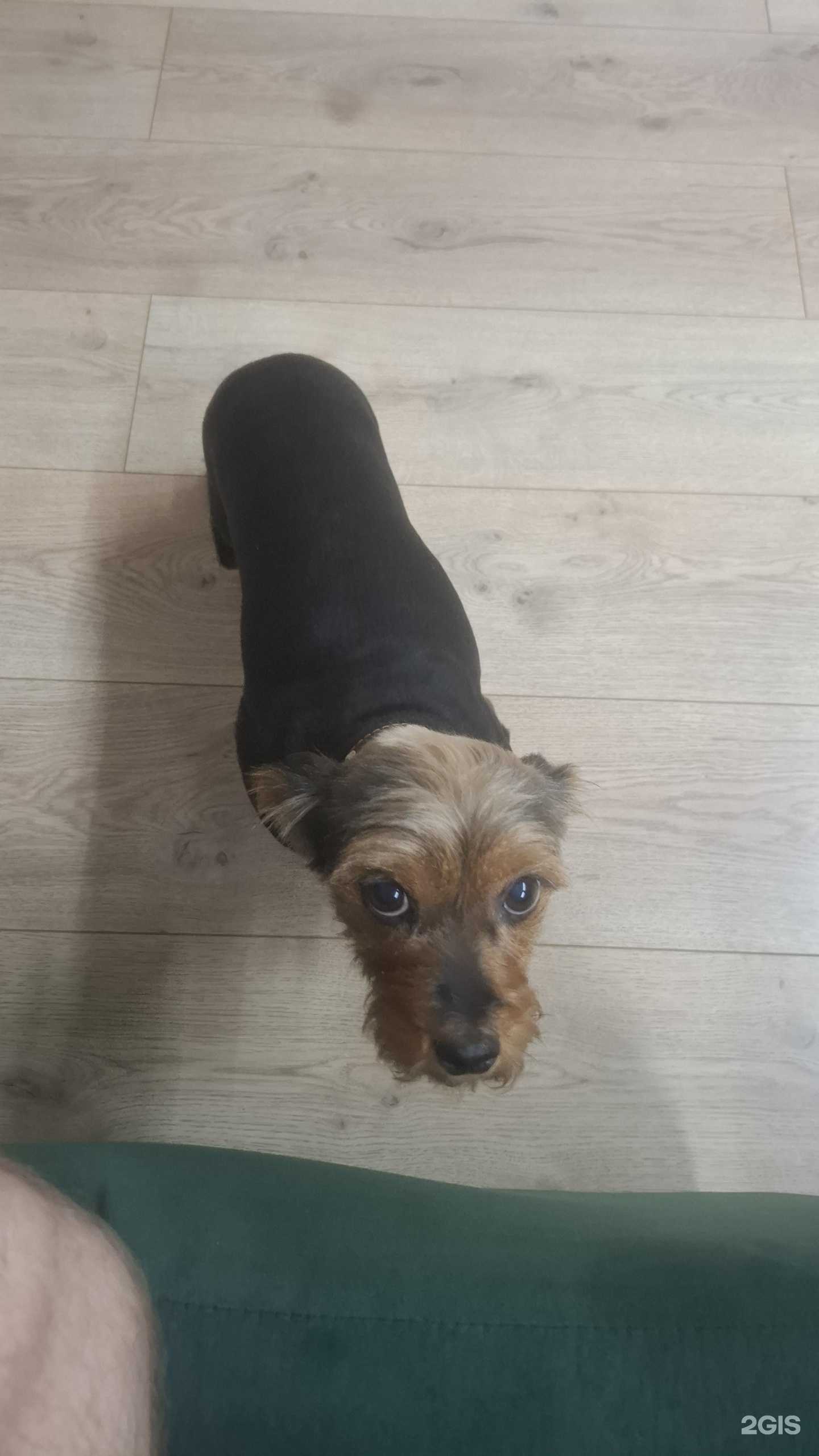 Отзывы на компанию Студия груминга Екатерины Демидовой в г. Соликамск c фото