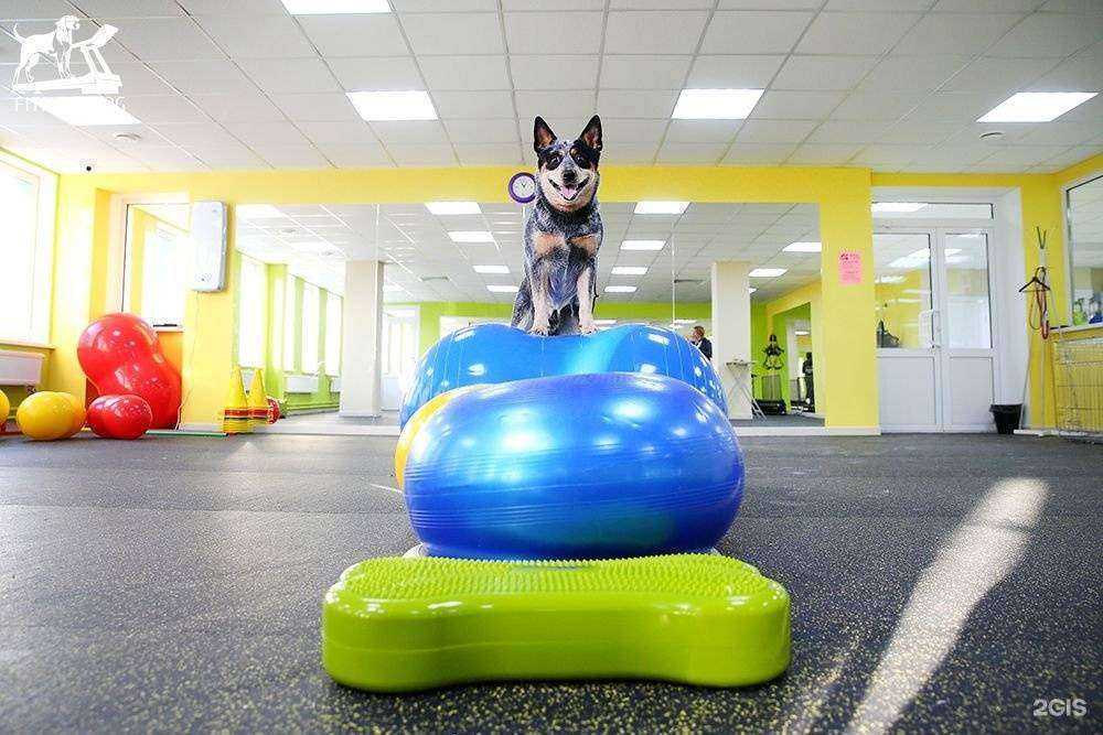 Отзывы на компанию Фитнес Дог в г. Екатеринбург c фото