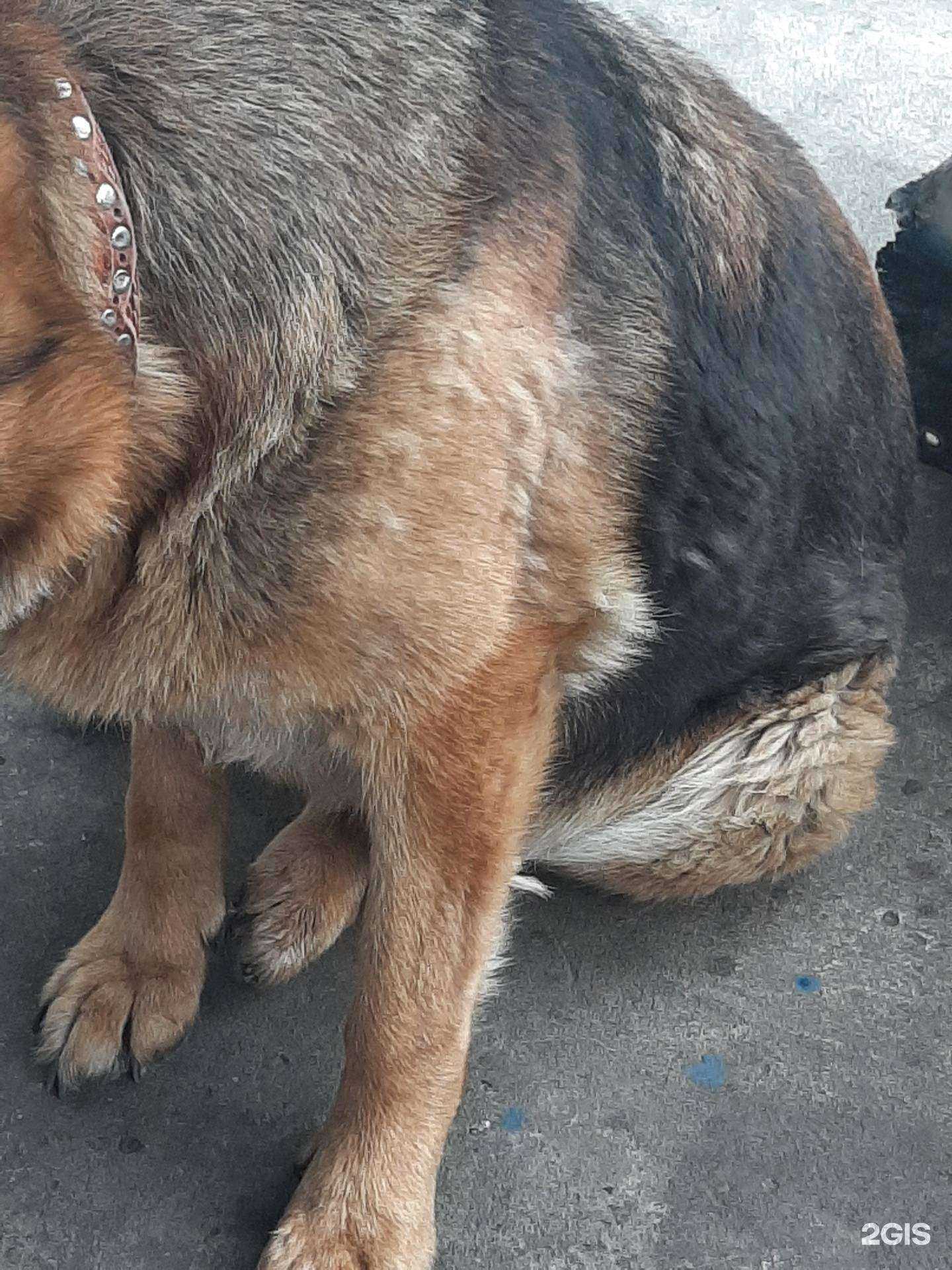 Отзывы на компанию Груминг-студия в Бийске c фото - фотография 2 из 2