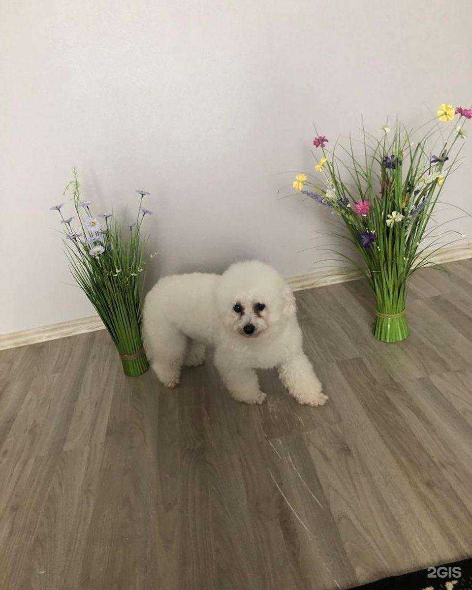 Отзывы на компанию ВетИмпульс в г. Балашиха c фото