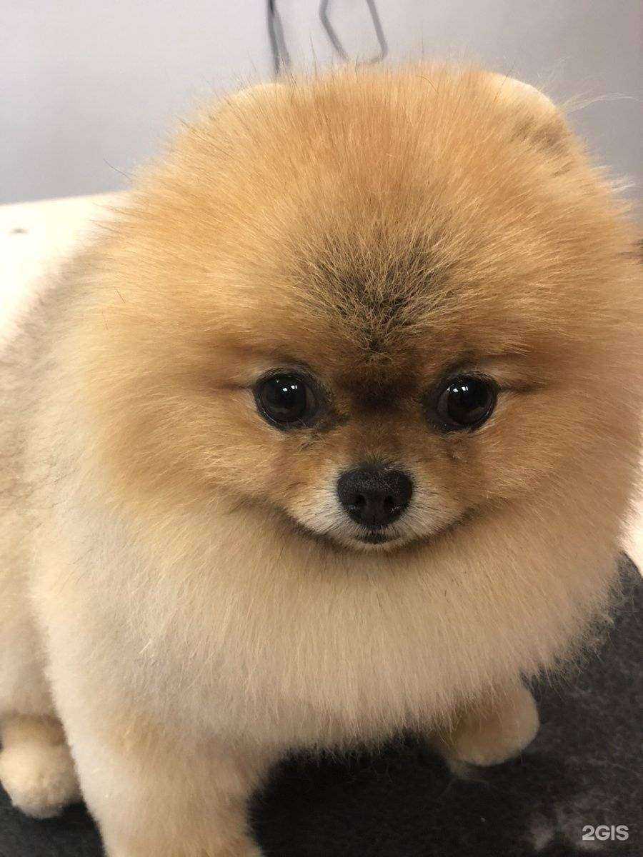 Отзывы на компанию Кот Бегемот в г. Каменск-Уральский c фото