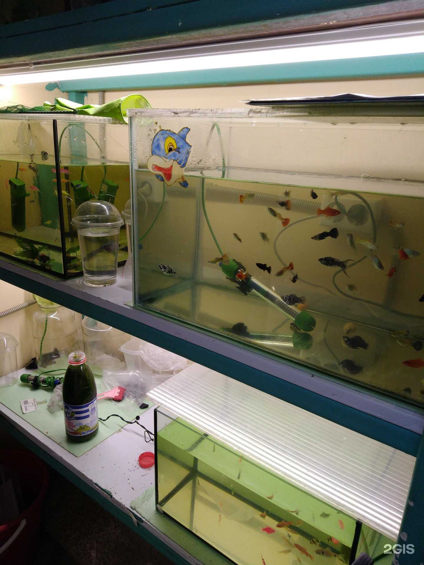 Отзывы на компанию Лучшие друзья в Кировске c фото