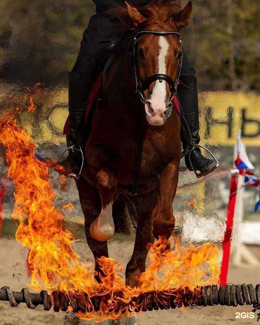 Отзывы на компанию Боевая лошадь в г. Владивосток c фото