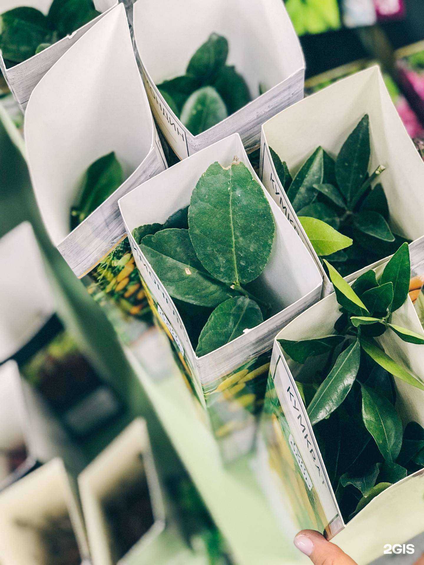 Отзывы на компанию Удачный сад в Иркутске c фото