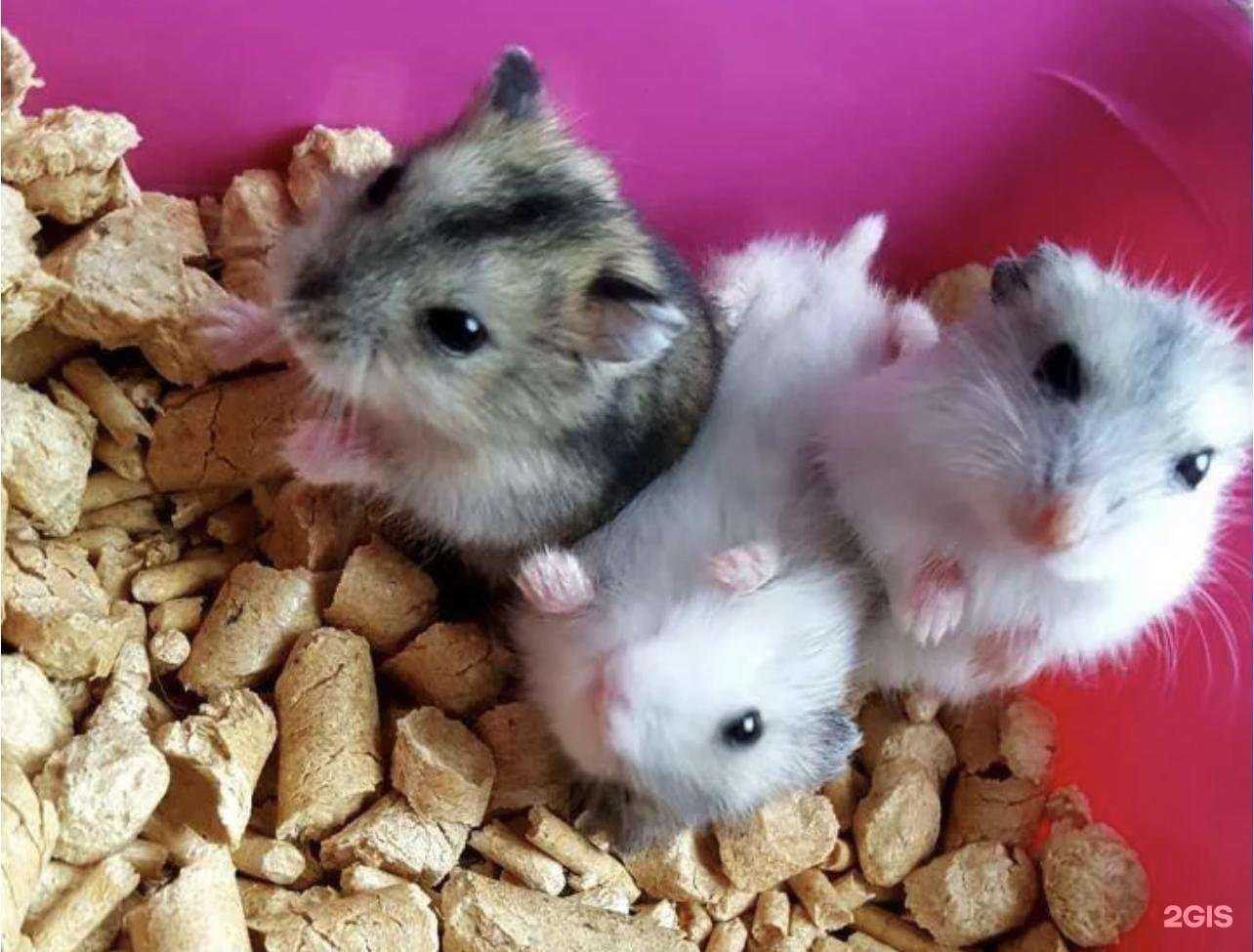 Отзывы на компанию Зоомаркет в Стерлитамаке c фото