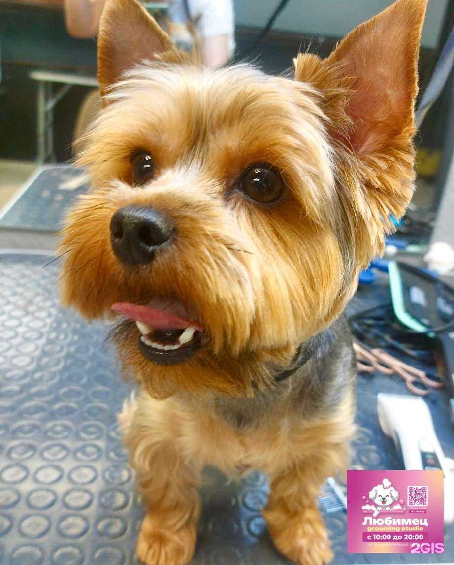 Отзывы на компанию Любимец в г. Новосибирск c фото