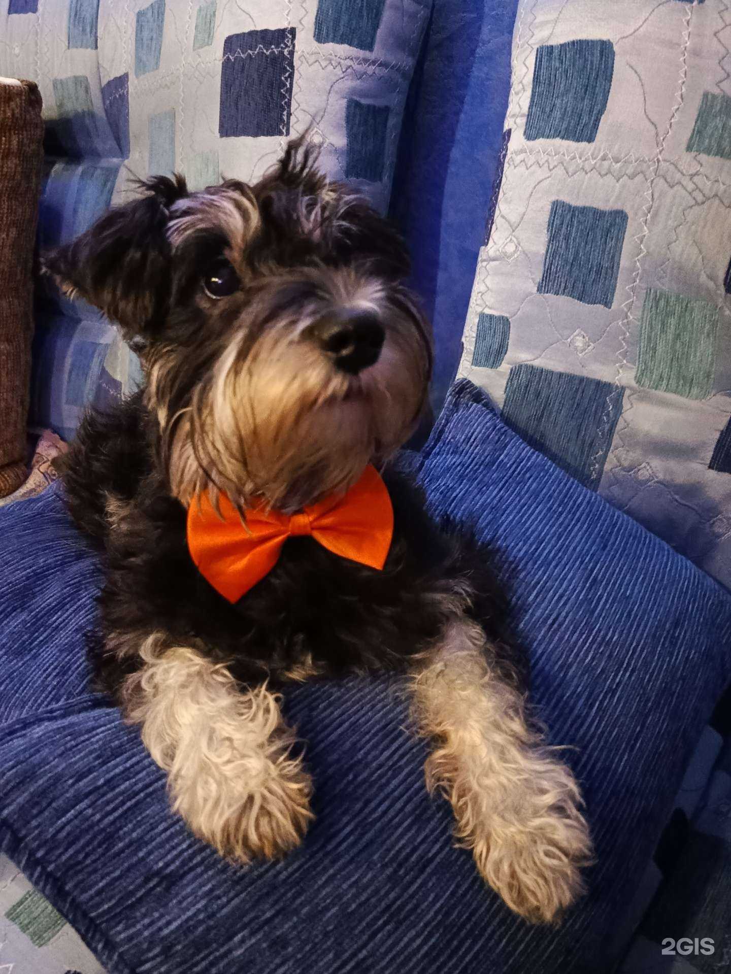 Отзывы на компанию Рыжий кот в г. Тольятти c фото