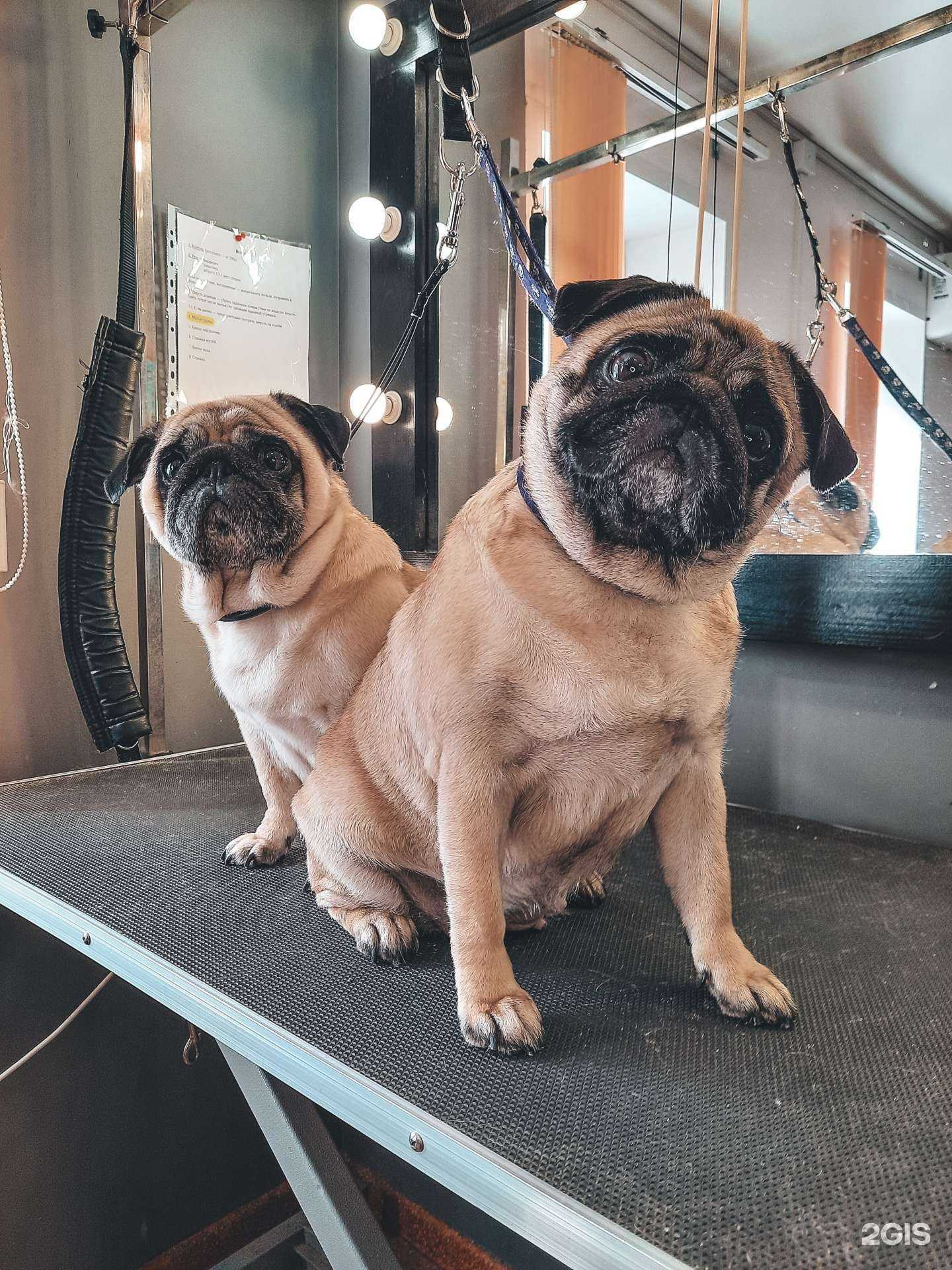 Отзывы на компанию Groom centr в г. Иваново c фото