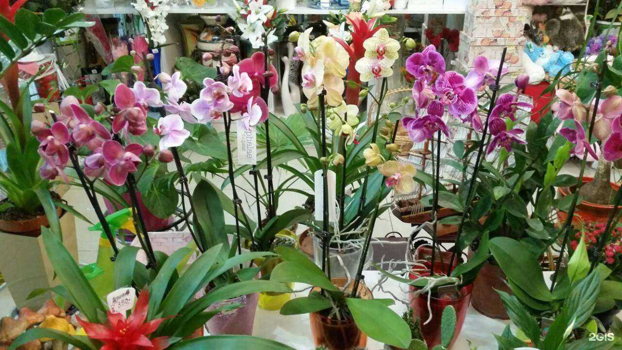 Отзывы на компанию Орхидея в Калининграде c фото