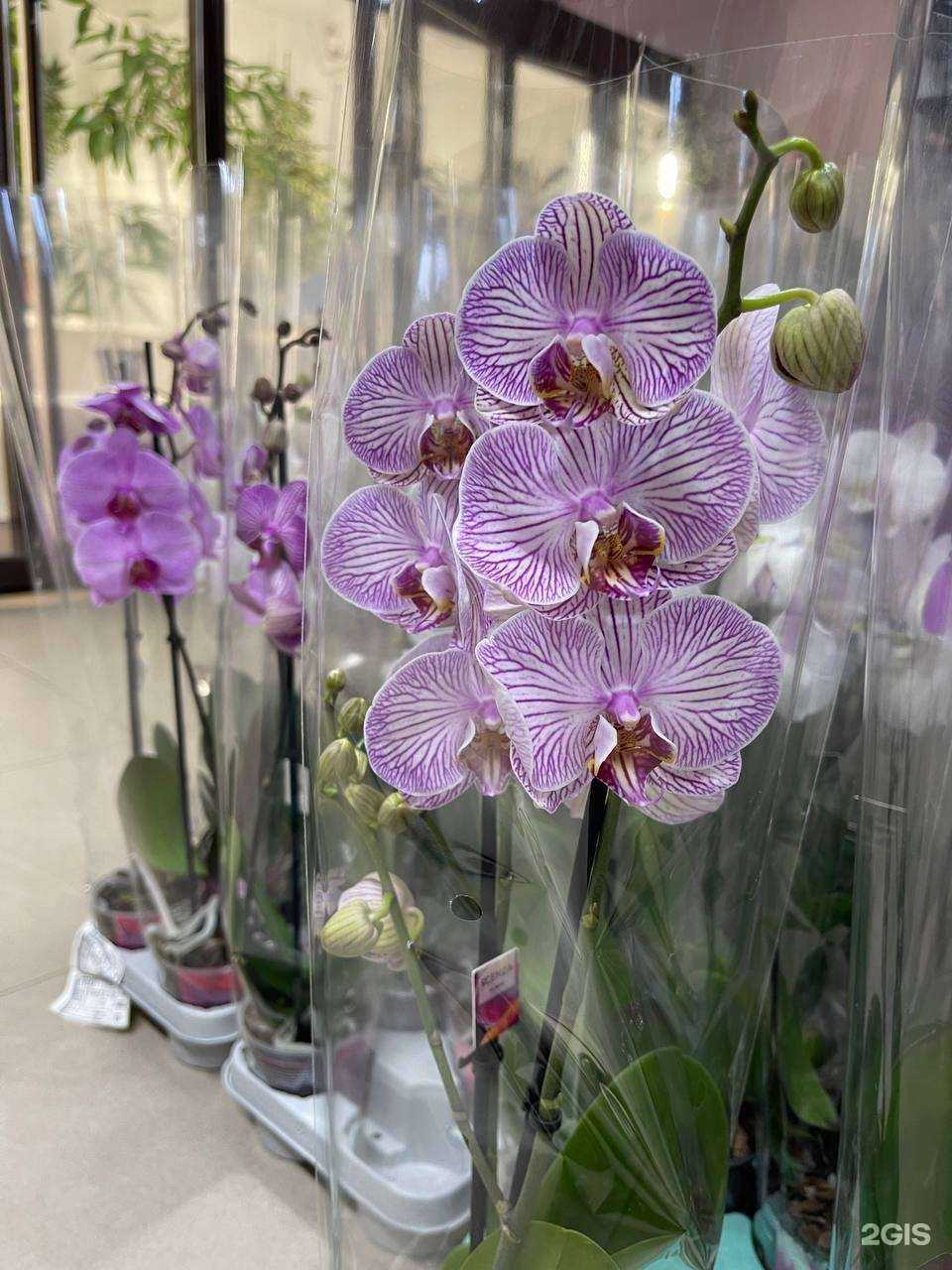 Отзывы на компанию Мир горшечных цветов в Иркутске c фото