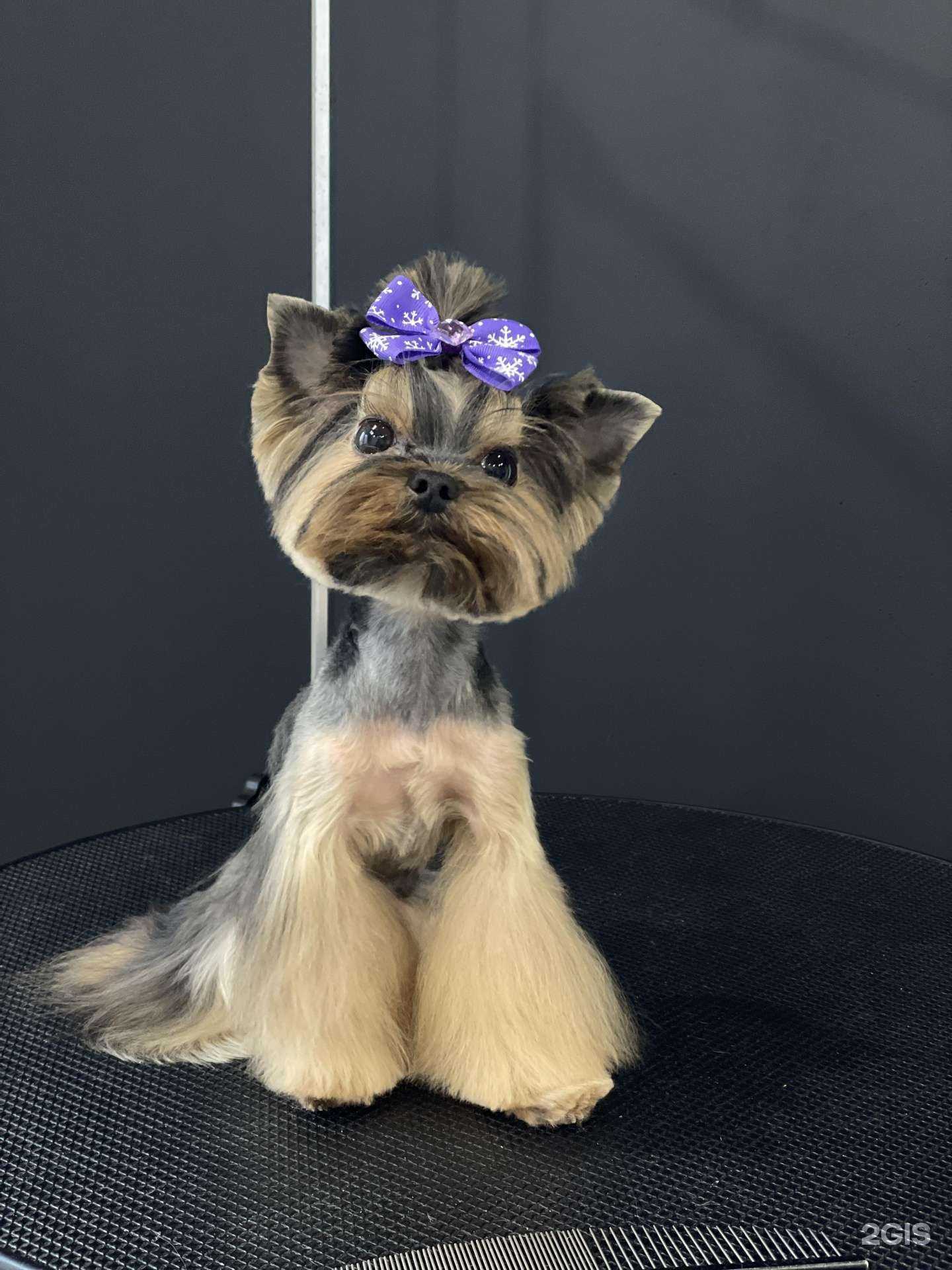 Отзывы на компанию Groom Paws в Балашихе c фото