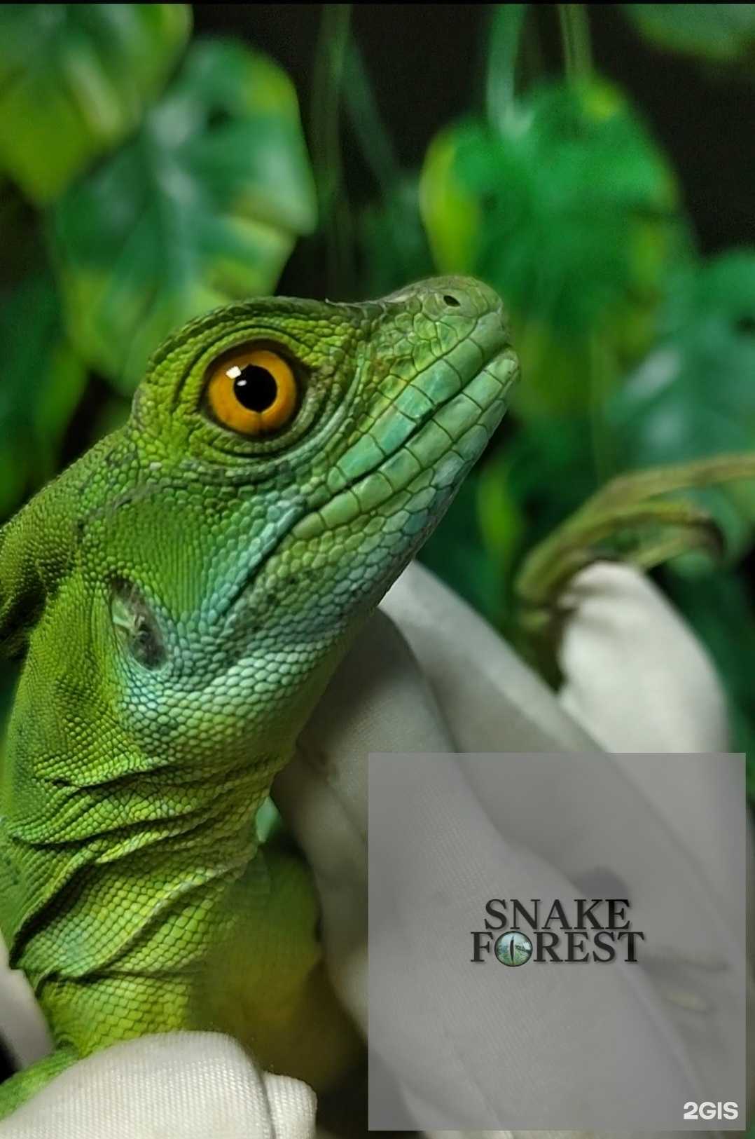 Отзывы на компанию Snake Forest в г. Красноярск c фото