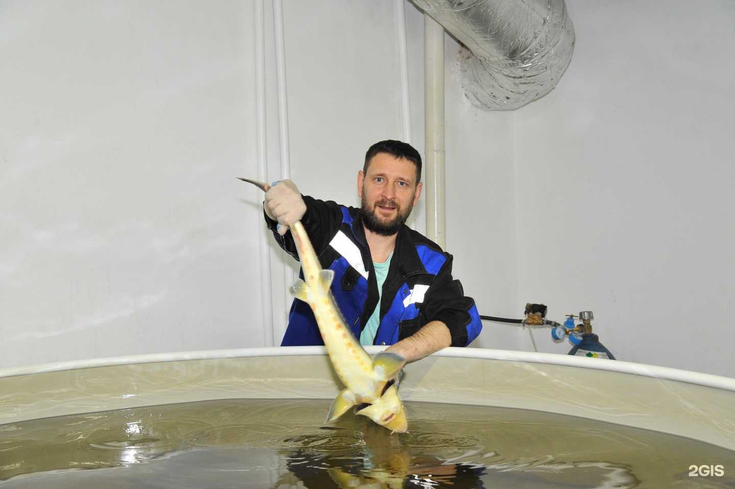 Отзывы на компанию Компания по продаже живых осетров в Брянске c фото