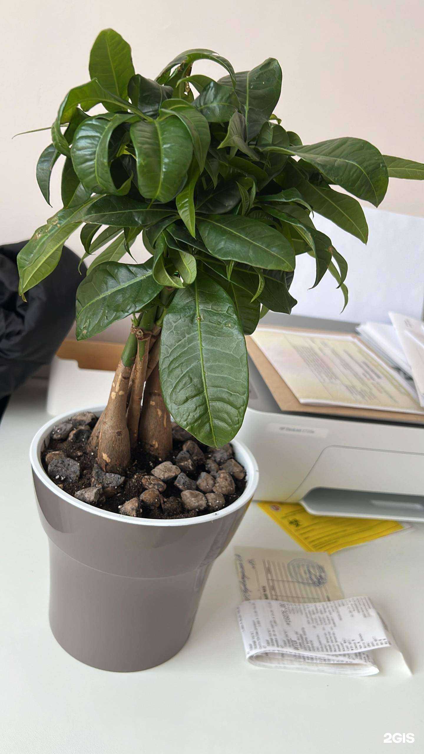 Отзывы на компанию Студия цветов в Новом Уренгое c фото