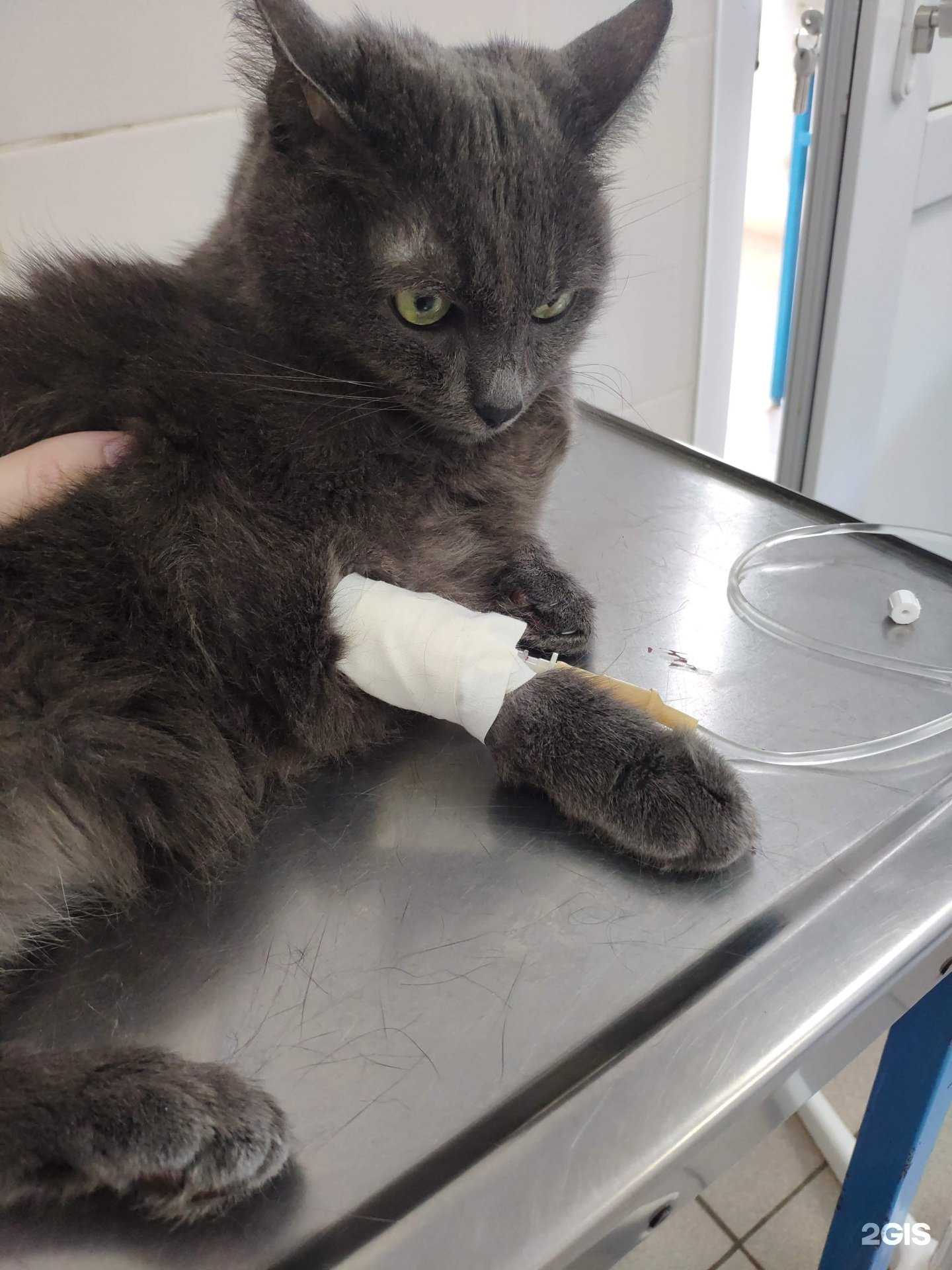 Отзывы на компанию Ветстанция по городу Белгороду в Белгороде c фото