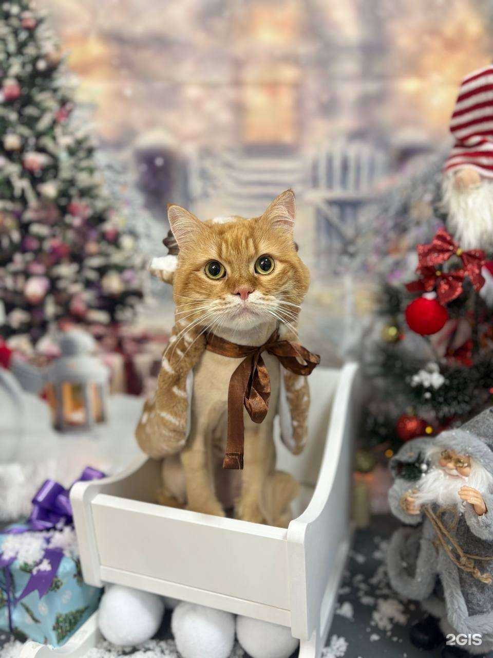 Отзывы на компанию Груминг-центр в г. Краснодар c фото