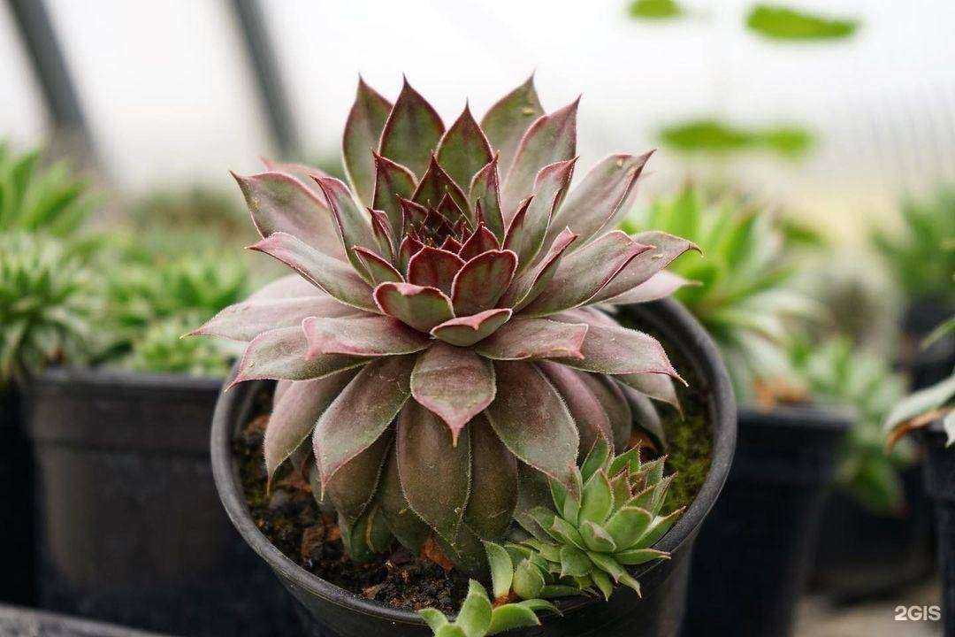 Отзывы на компанию Экоград в г. Орёл c фото