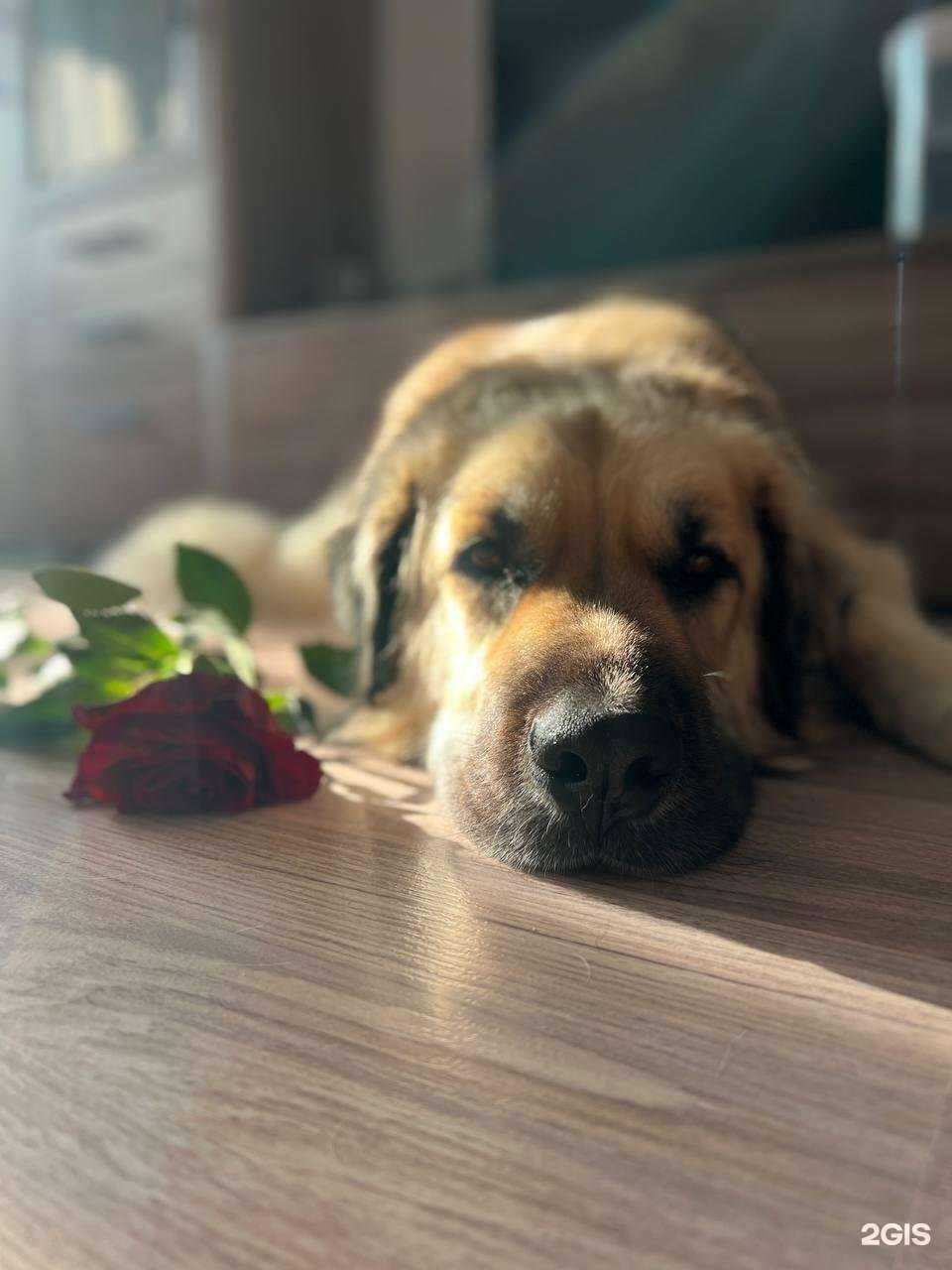 Отзывы на компанию Шери в г. Отрадное c фото