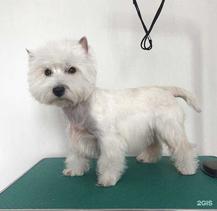 Отзывы на компанию Grooming House в г. Кемерово c фото