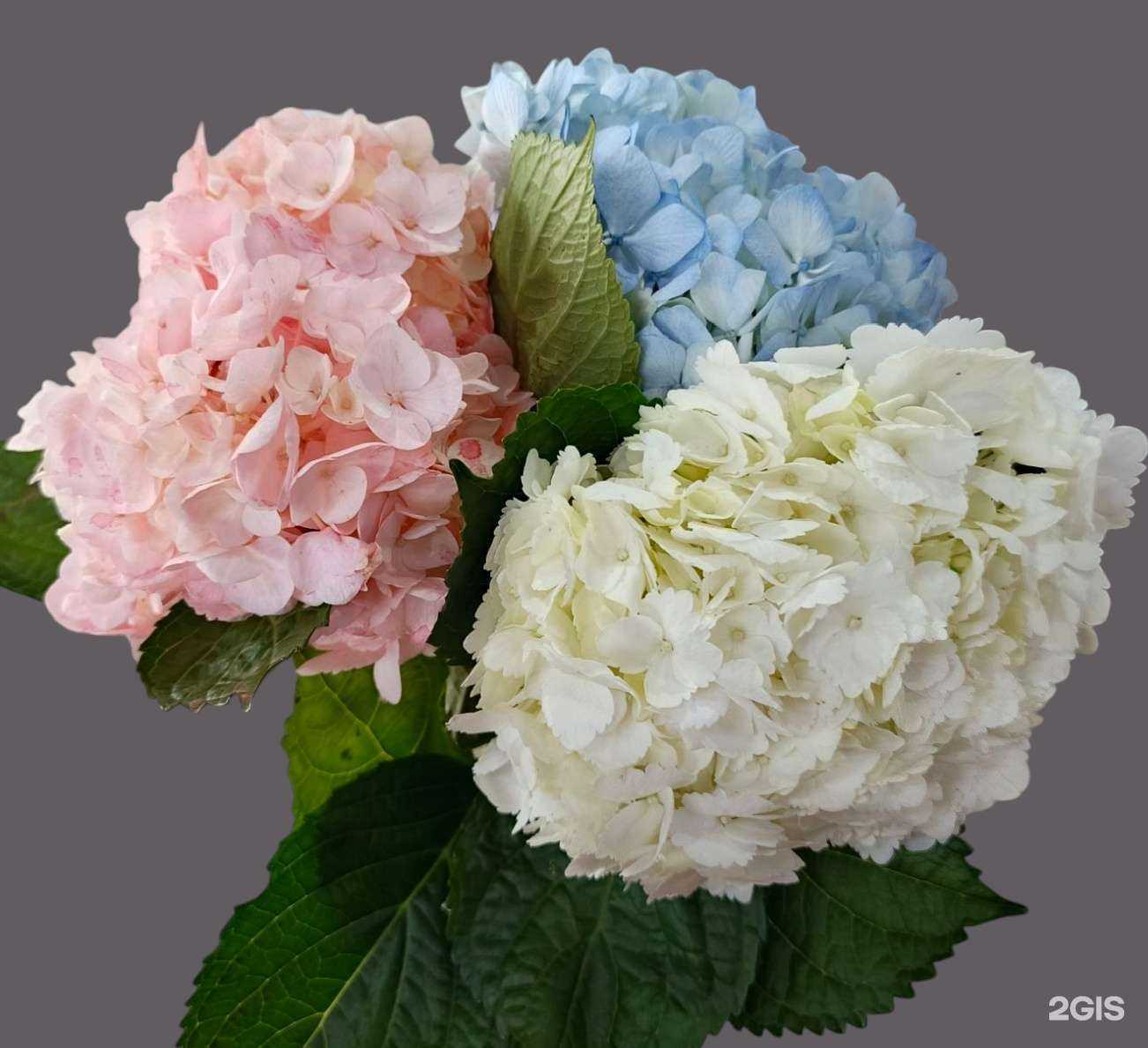 Отзывы на компанию Магия Цветов в г. Красноярск c фото