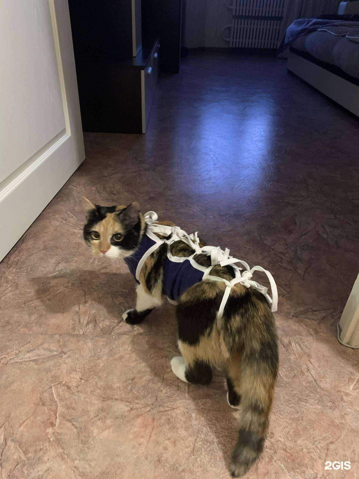 Отзывы на компанию Веселый енот в Воронеже c фото