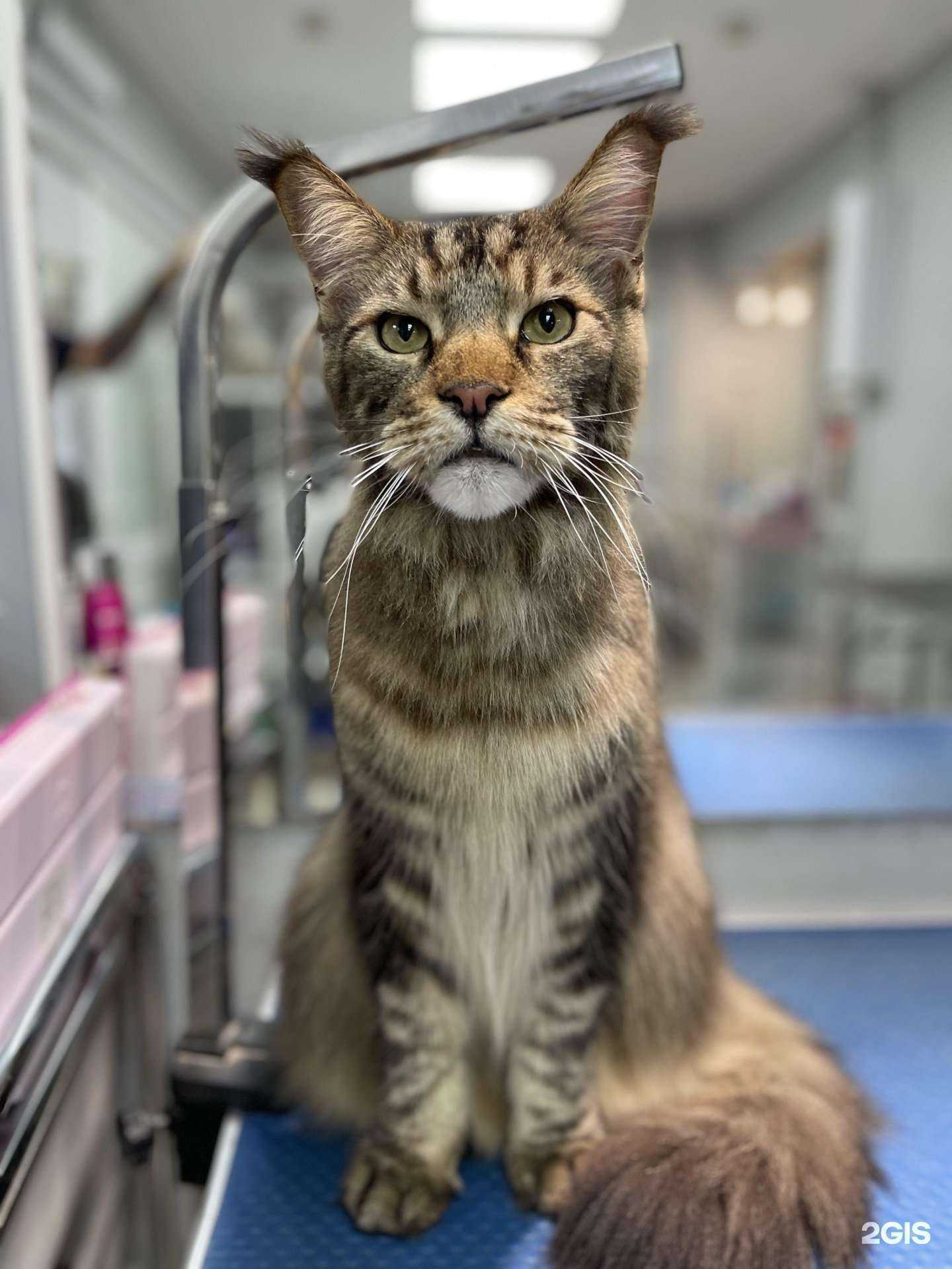 Отзывы на компанию Монамур в г. Сыктывкар c фото