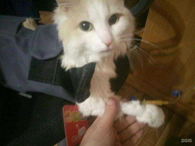 Отзывы на компанию Четыре лапы в Нижнем Новгороде c фото