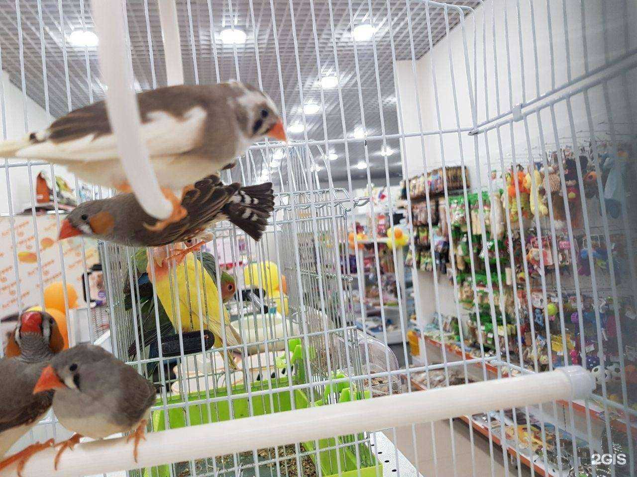 Отзывы на компанию Академия домашних животных в г. Самара c фото