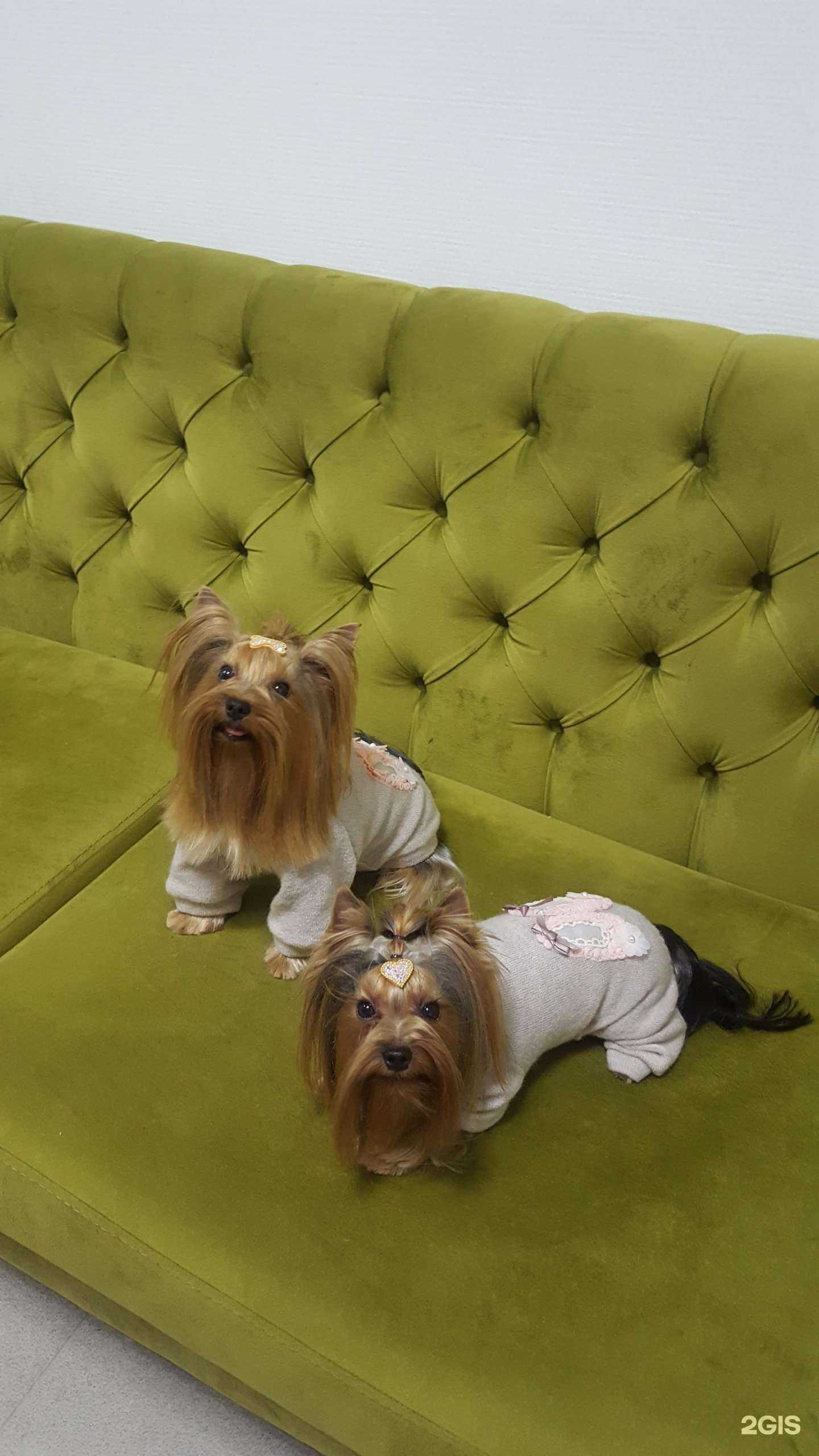 Отзывы на компанию Лапочка в Ростове-на-Дону c фото