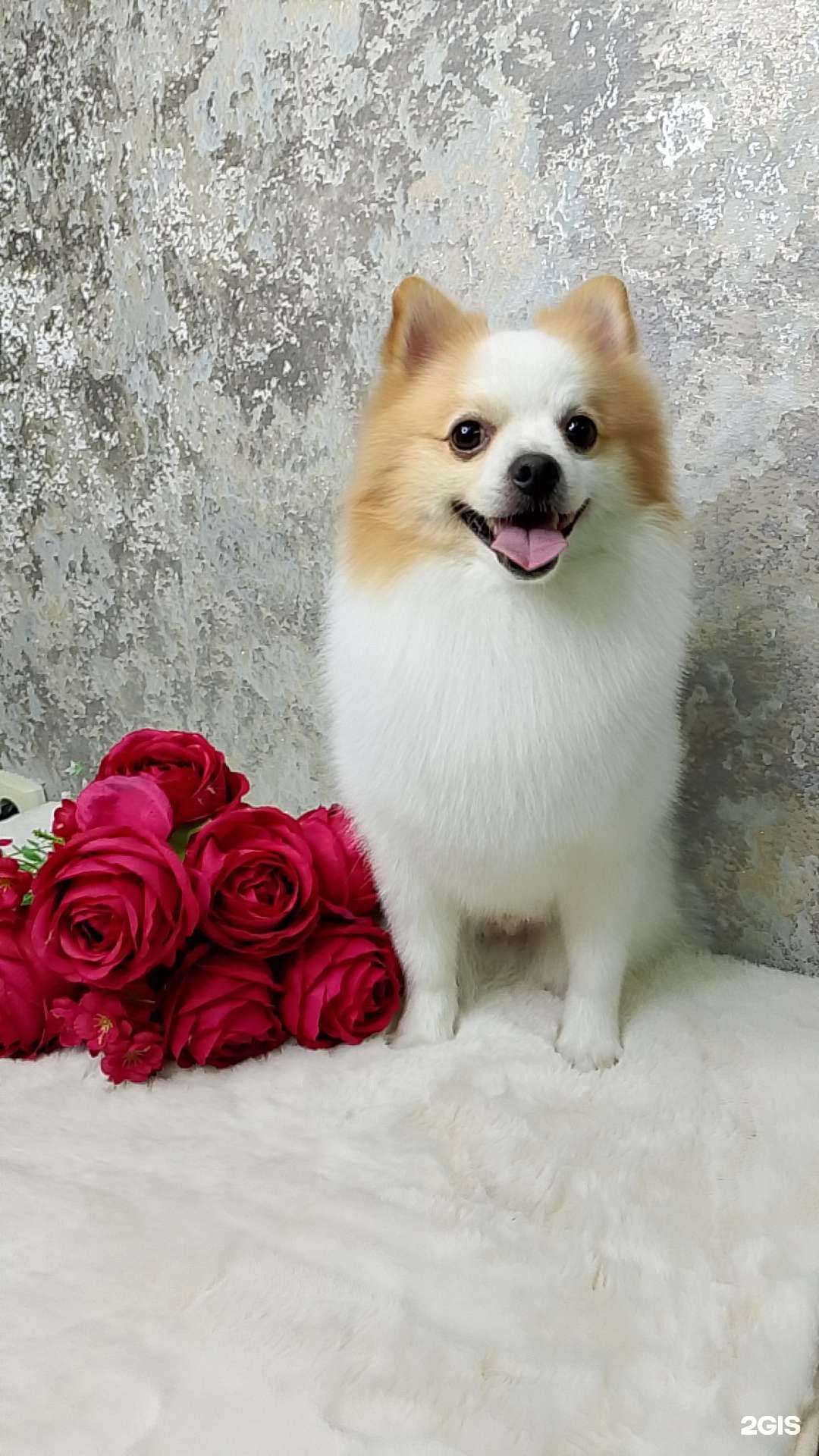 Отзывы на компанию Dog friendly в Хабаровске c фото