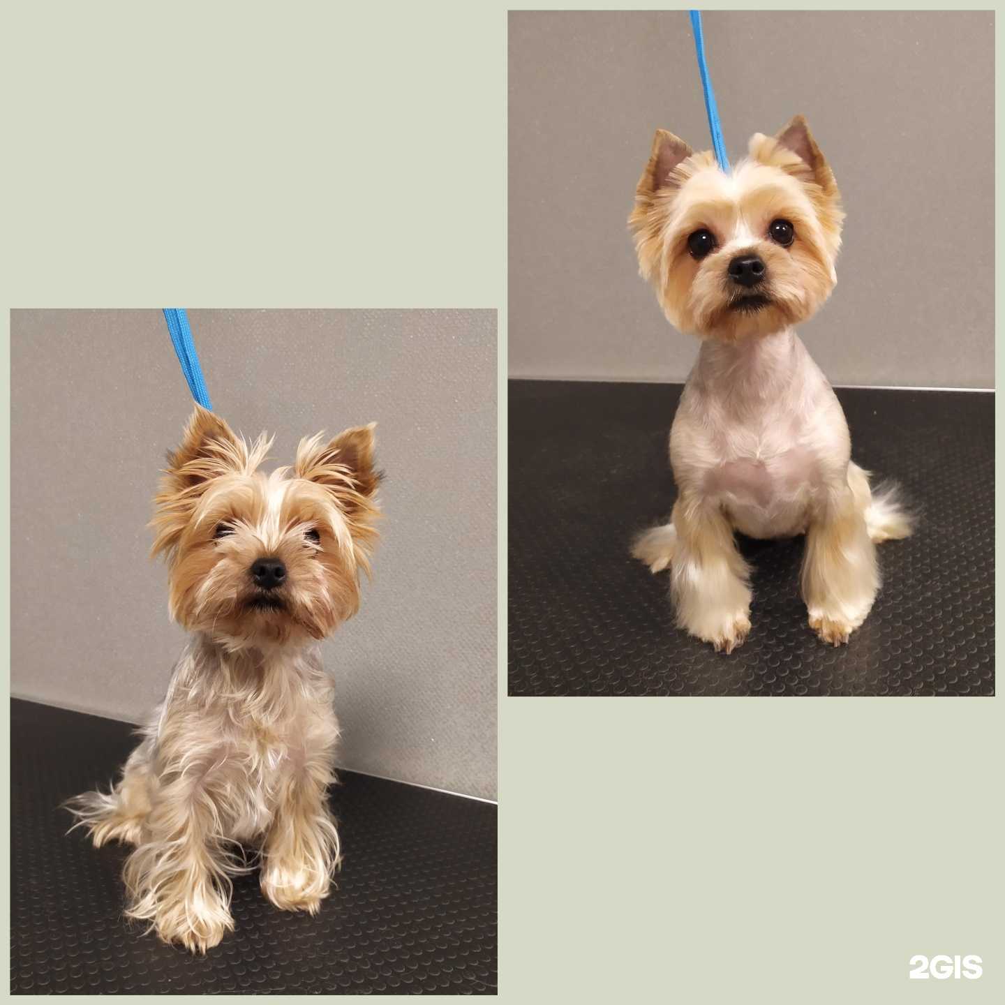 Отзывы на компанию Зоосалон в Калининграде c фото