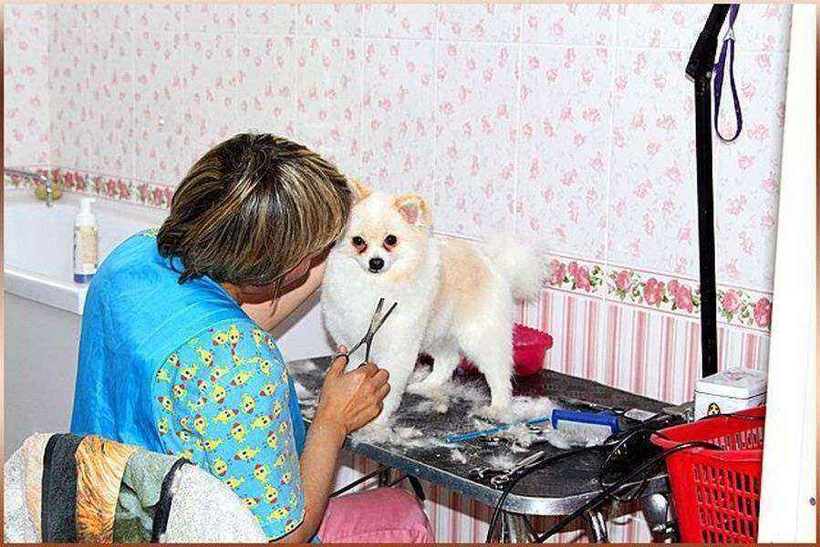 Отзывы на компанию Медведица в г. Иваново c фото