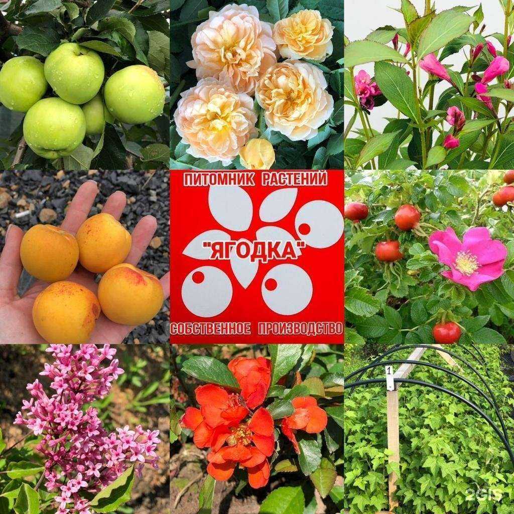 Отзывы на компанию Ягодка в Артёме c фото