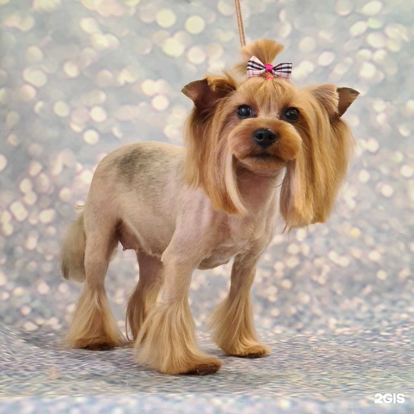 Отзывы на компанию Пудель Штрудель в Ярославле c фото