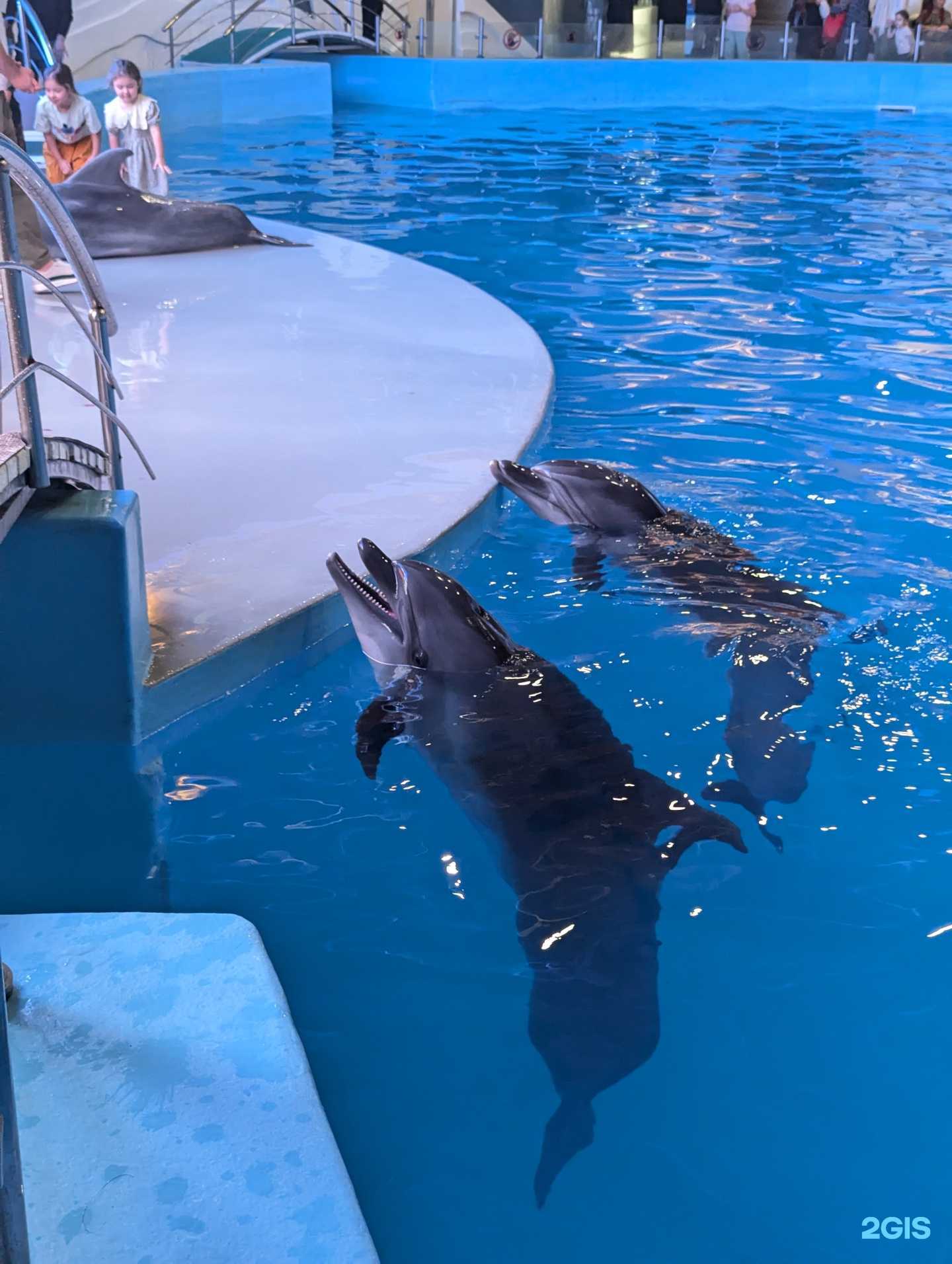 Отзывы на компанию Грозненский Дельфинарий в Грозном c фото