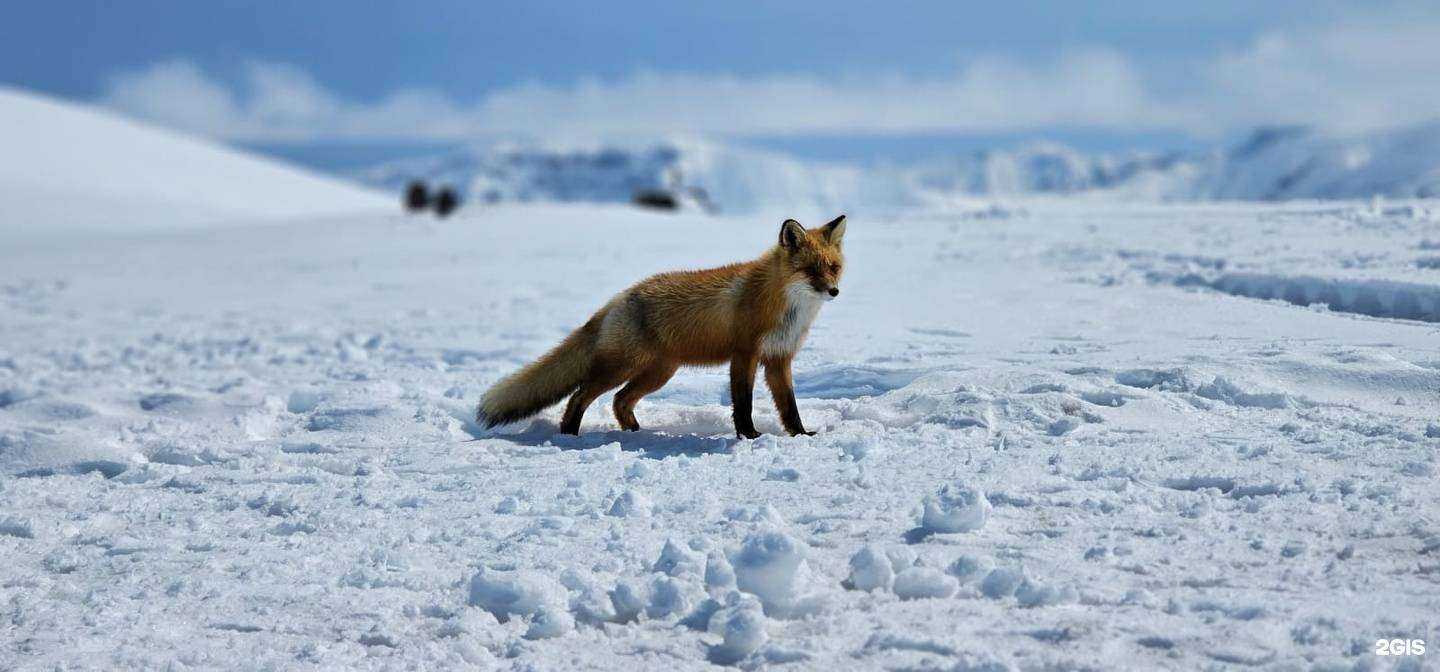 Отзывы на компанию Камчатка Дискавери в г. Петропавловск-Камчатский c фото