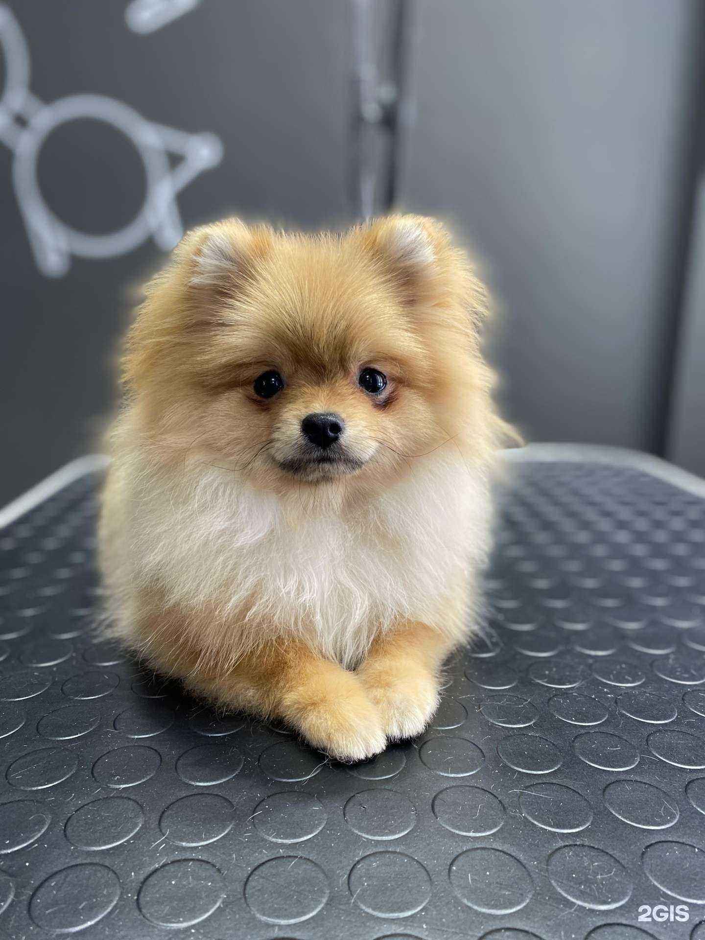 Отзывы на компанию Barberdog в Новосибирске c фото