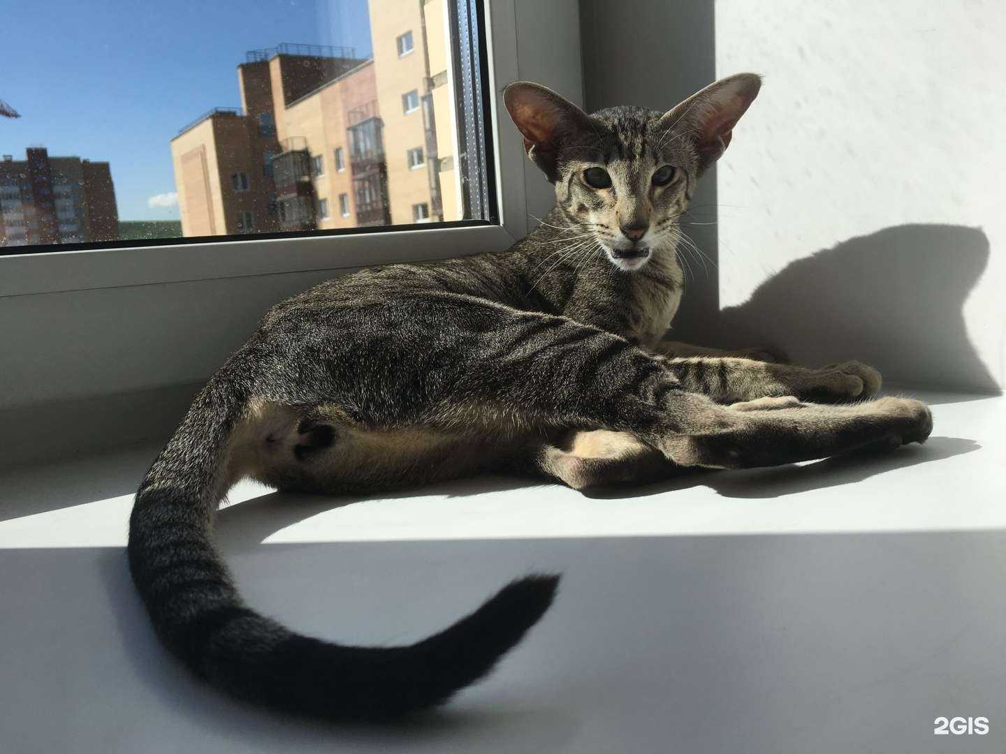 Отзывы на компанию Сытая морда в г. Красноярск c фото