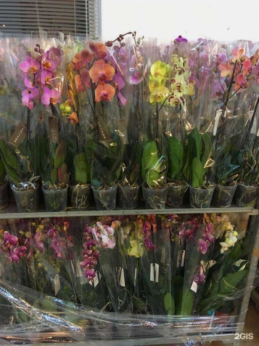 Отзывы на компанию Люкс Фловерс в Белгороде c фото