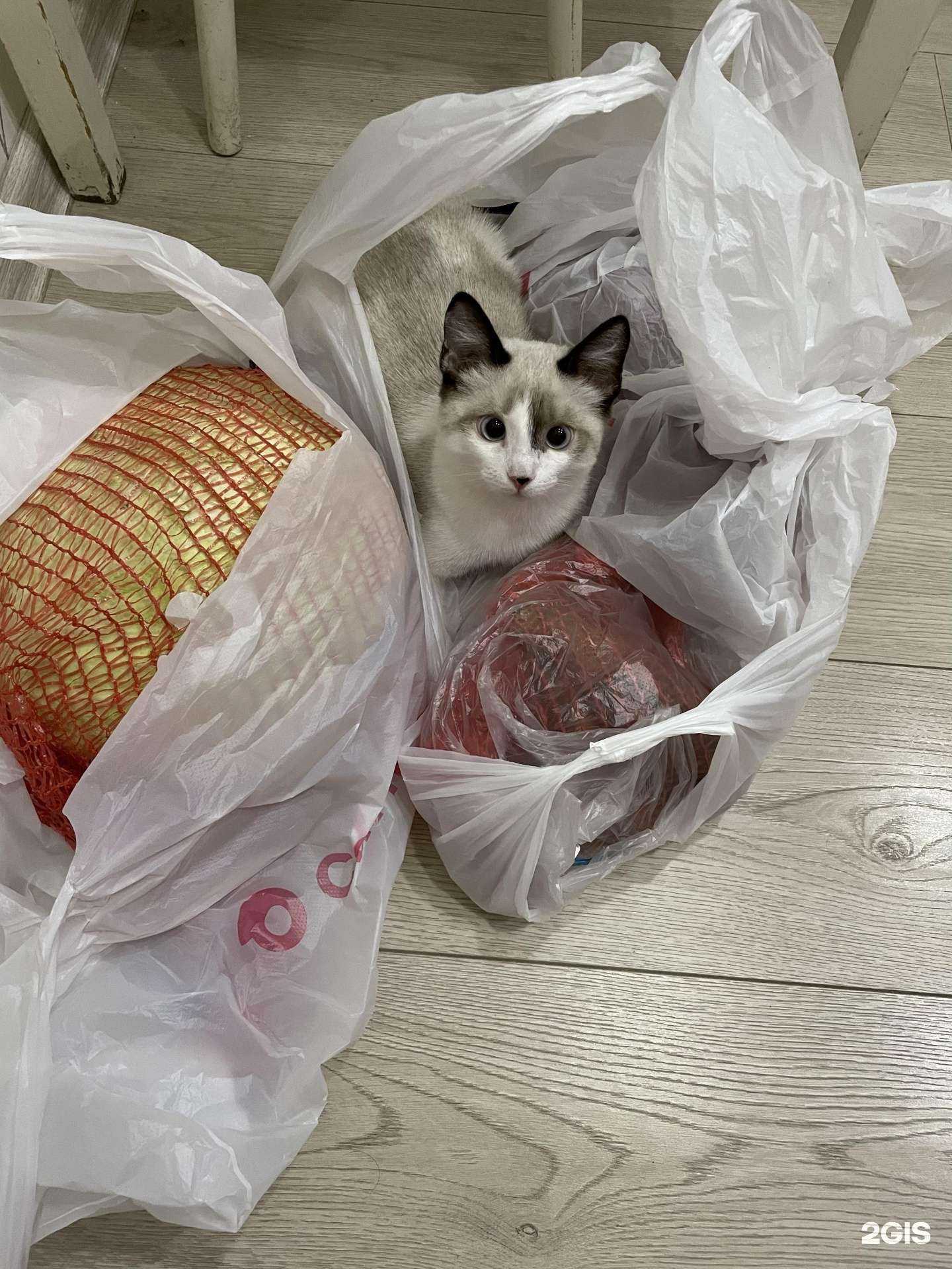 Отзывы на компанию Самокат в Новокузнецке c фото