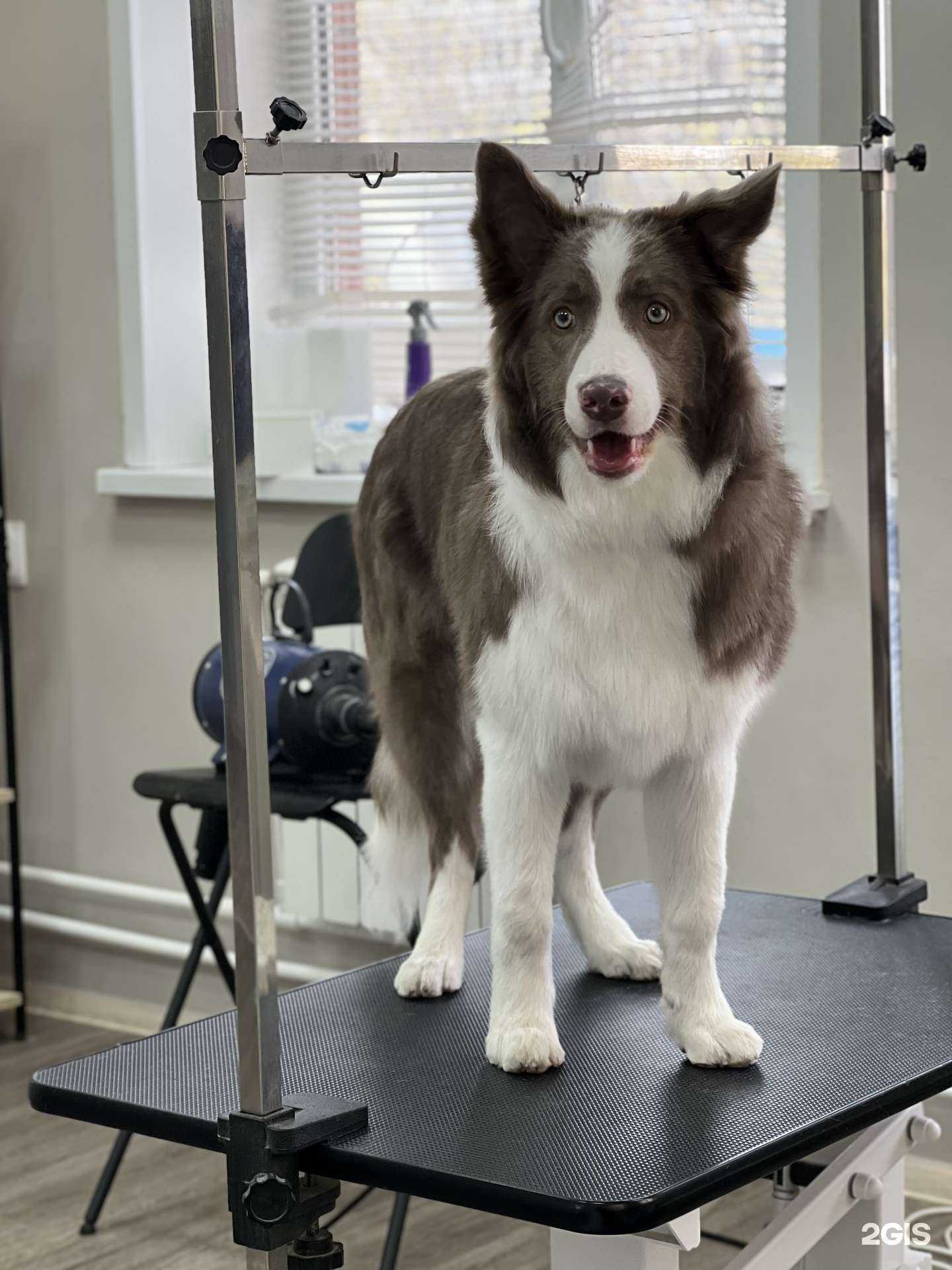 Отзывы на компанию Natalis_groom  в Тольятти c фото